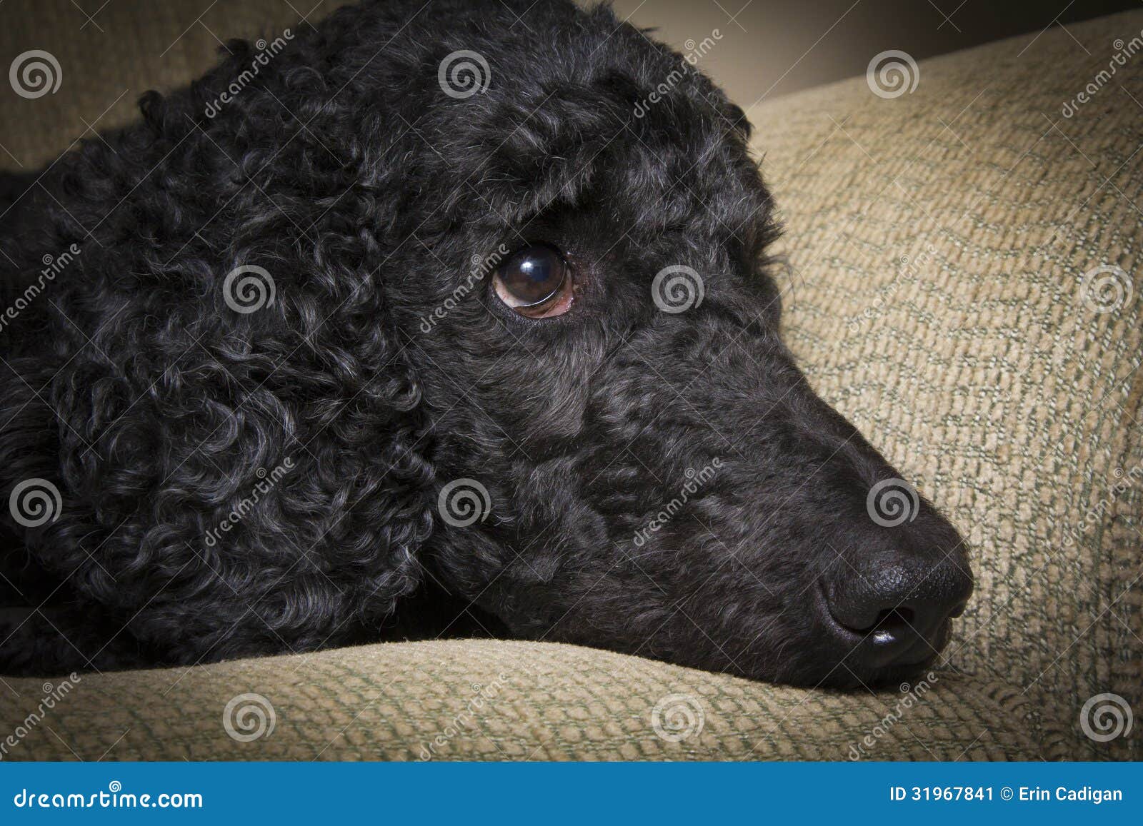 Blue Standard Poodle 4 Stock Image Image 31967841