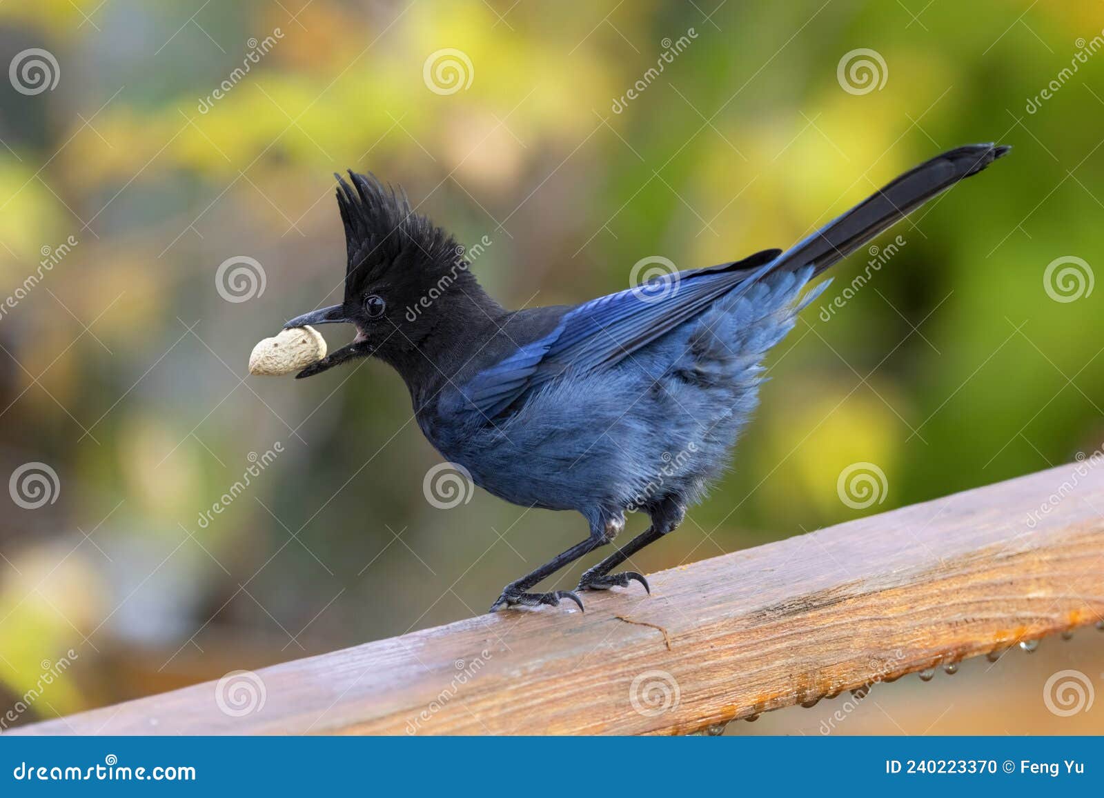 Blue Stellers jay stock photo. Image of nature, north - 240223370