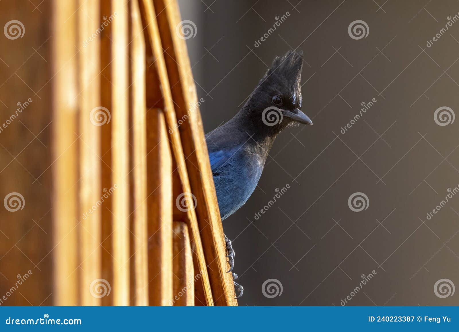 Blue Stellers jay stock image. Image of stellers, bird - 240223387