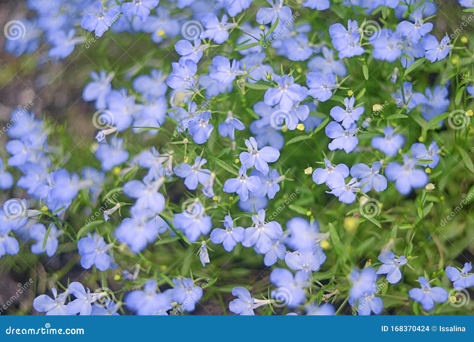 Blue Summer Flowers Close Up Stock Photo - Image of blur, flower: 168370424