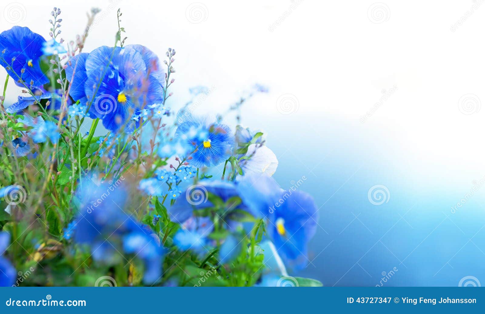 Blue summer flowers stock image. Image of fresh, concept 43727347