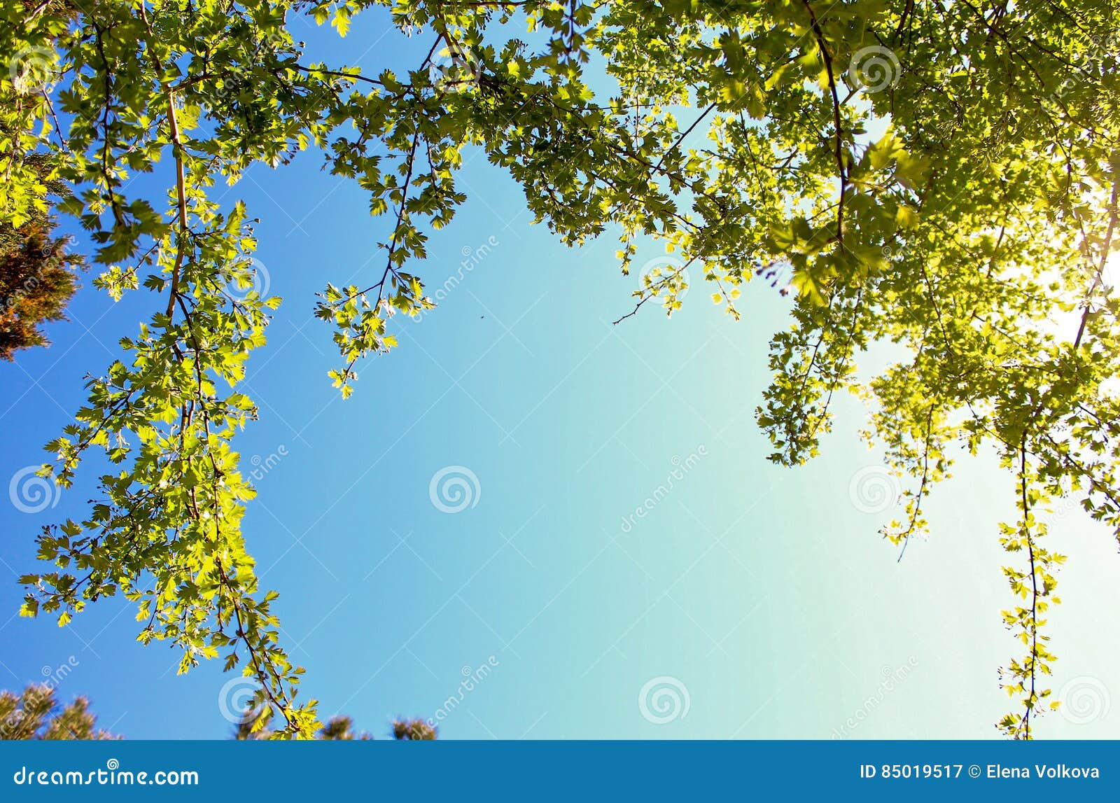 Blue Sunny Sky Green Foliage Frame Stock Illustration - Illustration of ...