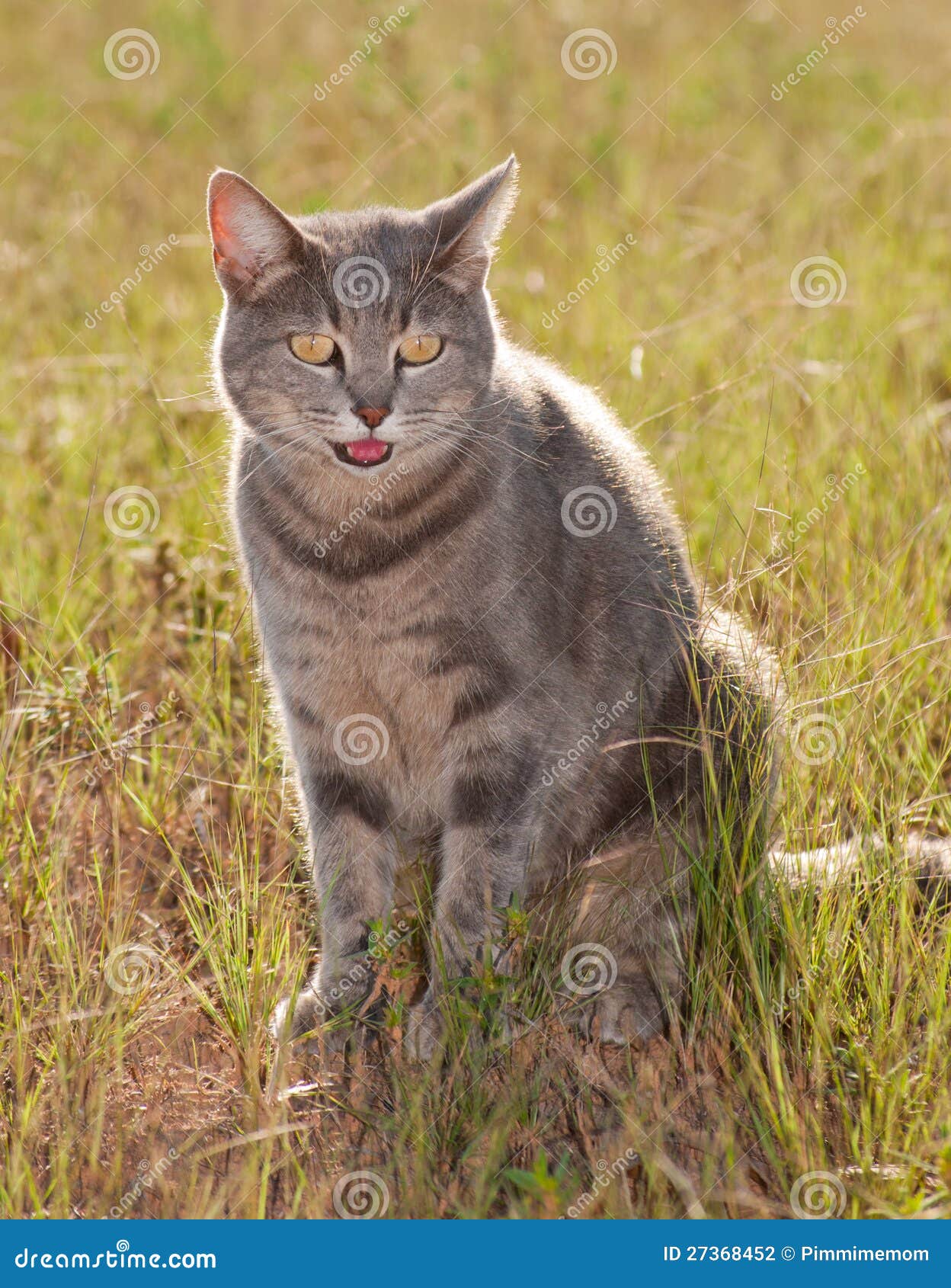 Blue tabby cat in grass stock photo. Image of tabby, nose 27368452
