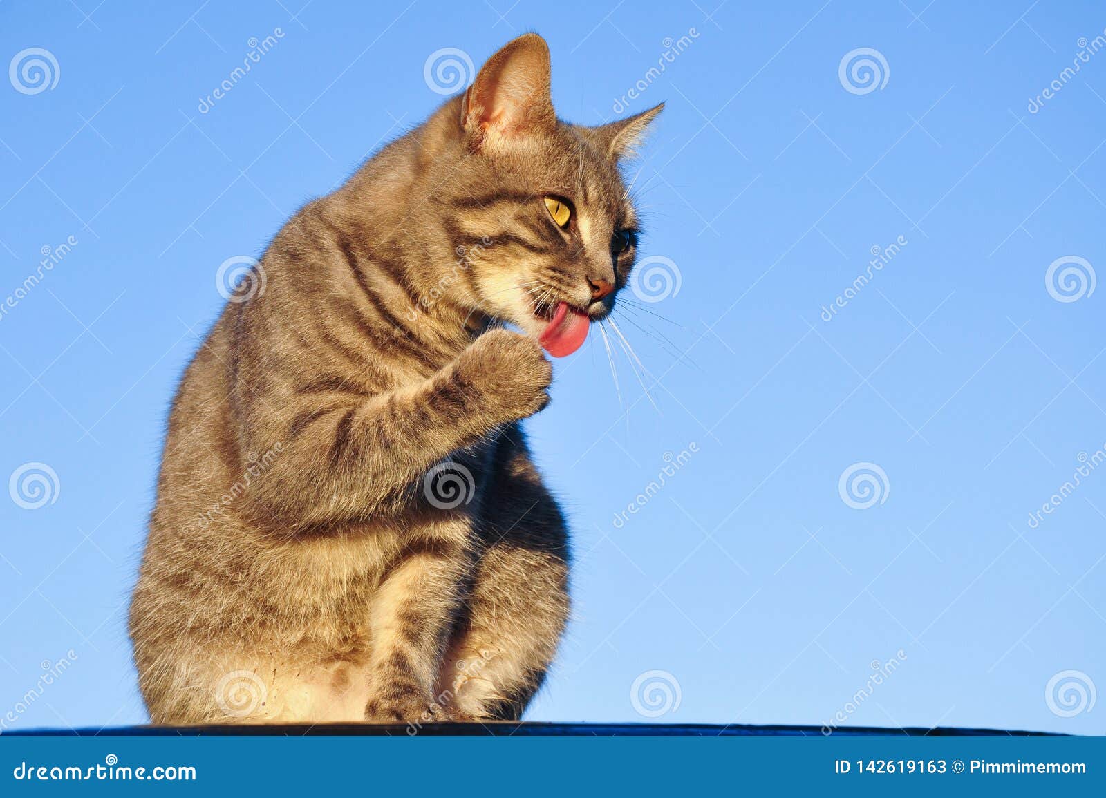 orange and blue tabby cat orange and blue tabby cat