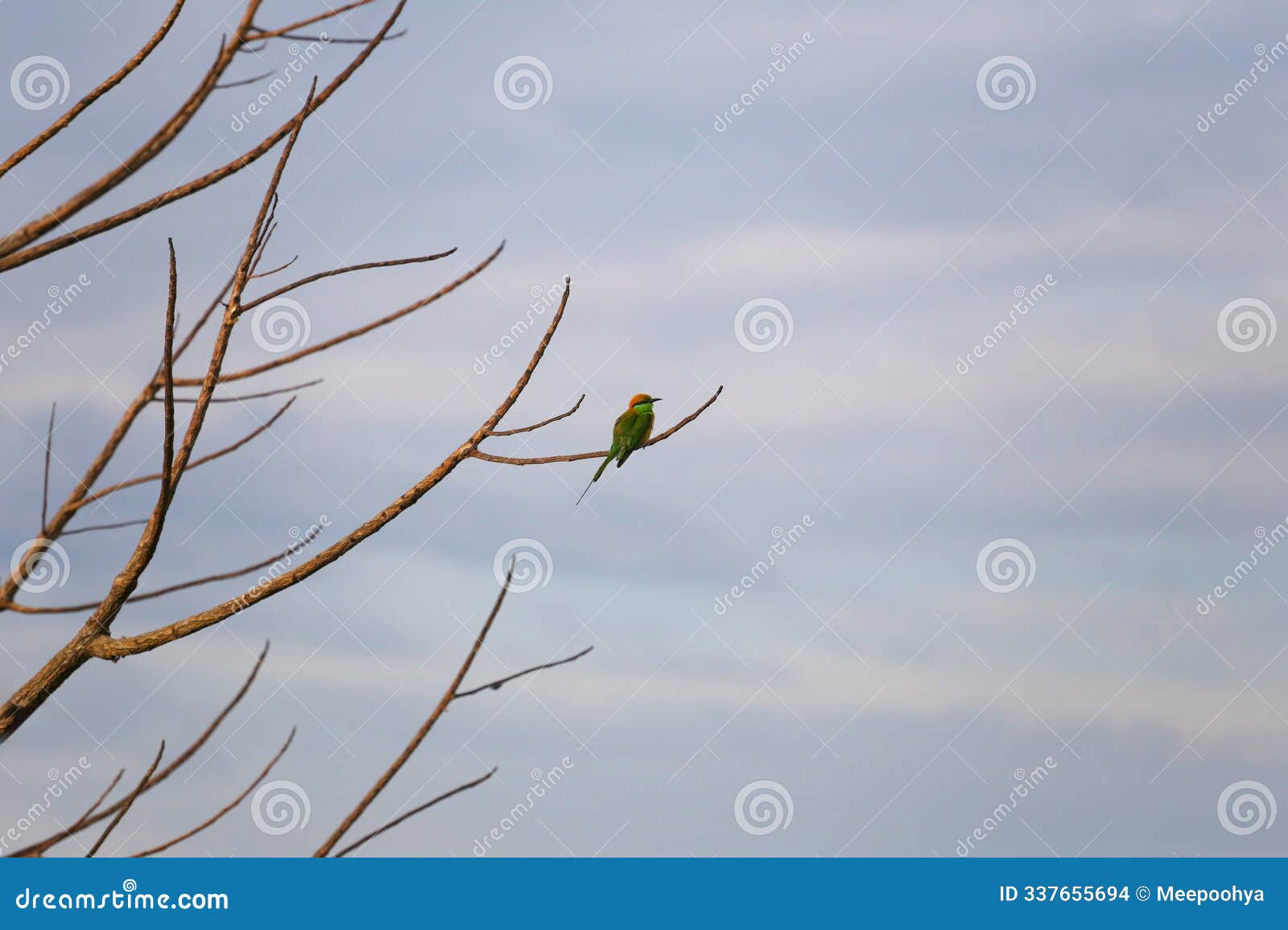 blue-tailed bee-eater or merops persicus bird and scientific name is merops philippinus