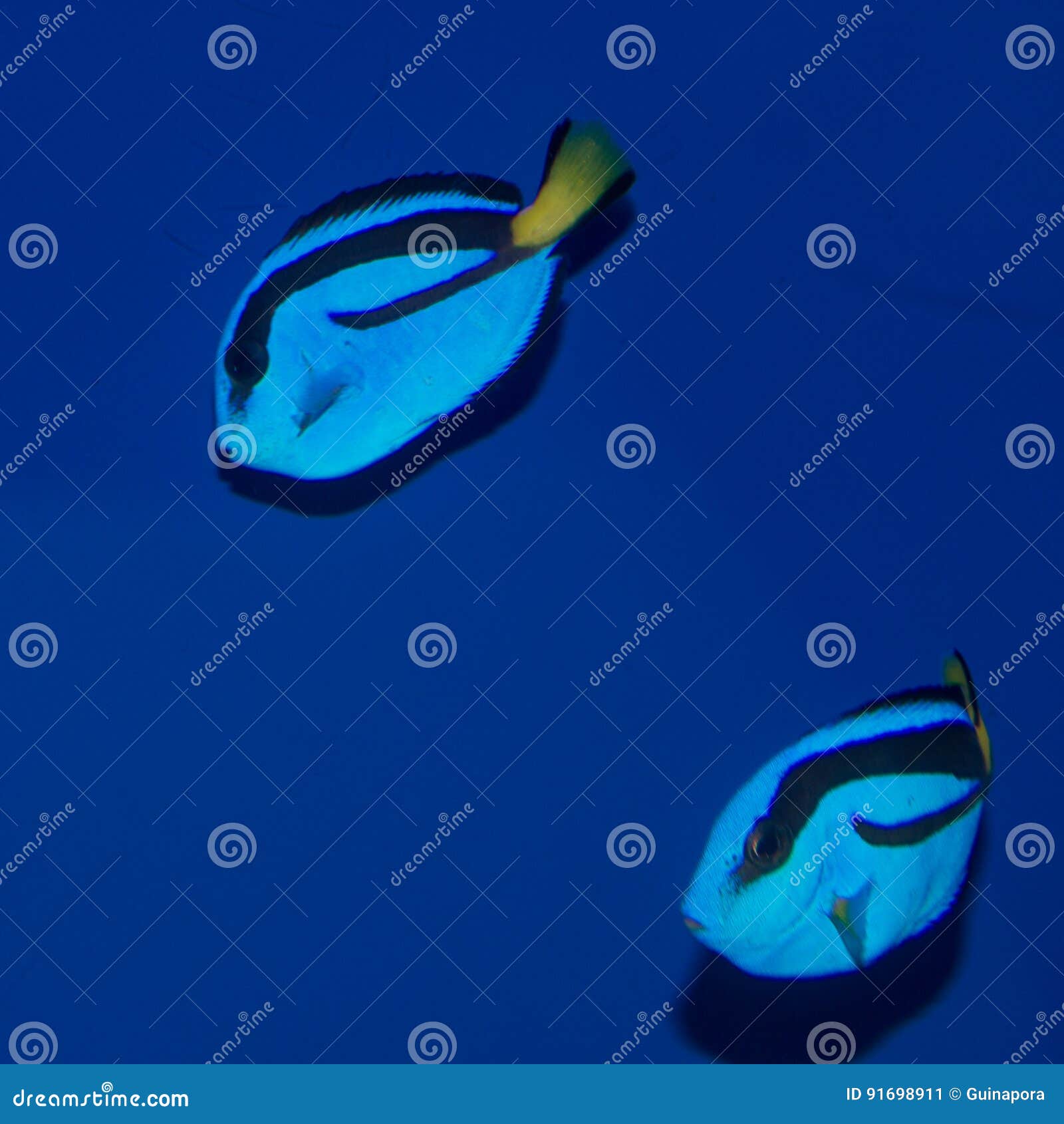 Blue Hippo Tang (Paracanthurus hepatus) - Small