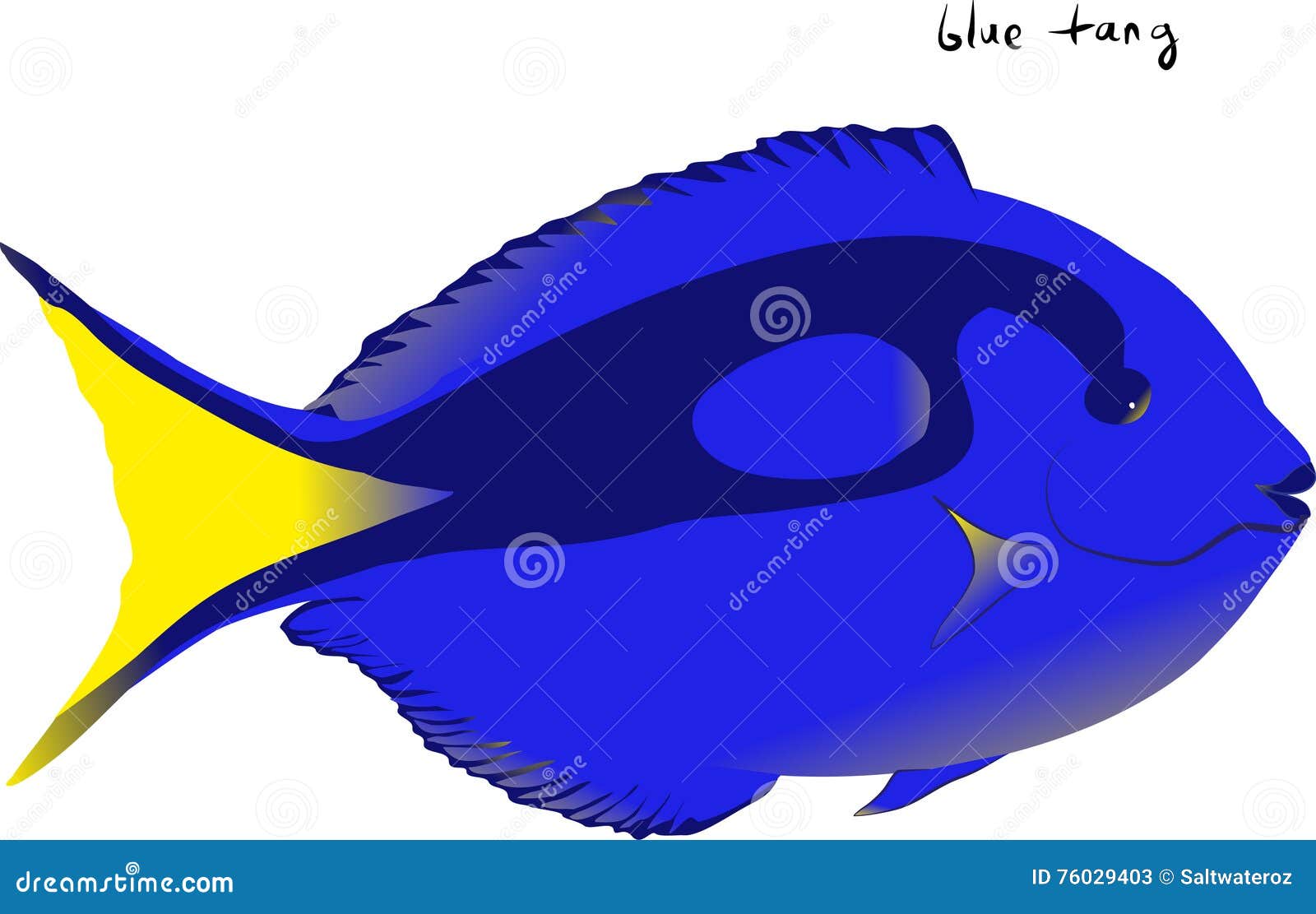 Blue Tang stock vector. Illustration of hepatus, fisheries - 76029403