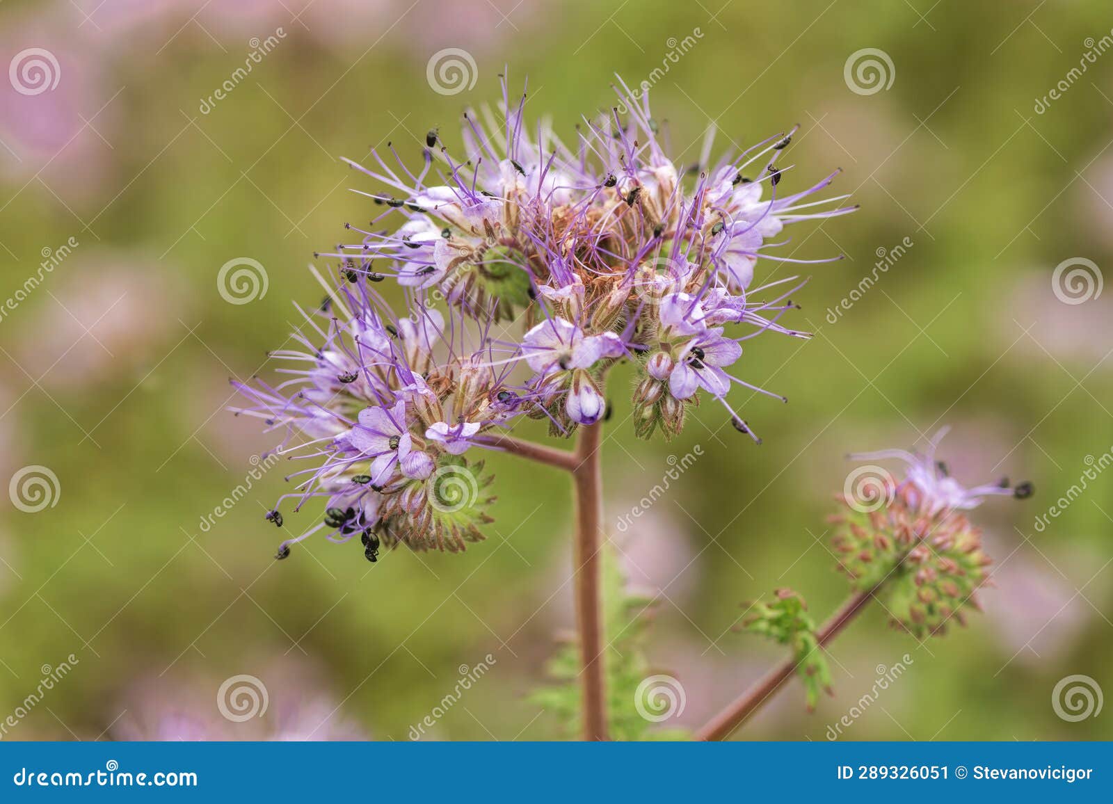 Blue Tansy or Phacelia Tanacetifolia Also Known As Scorpionweed or ...