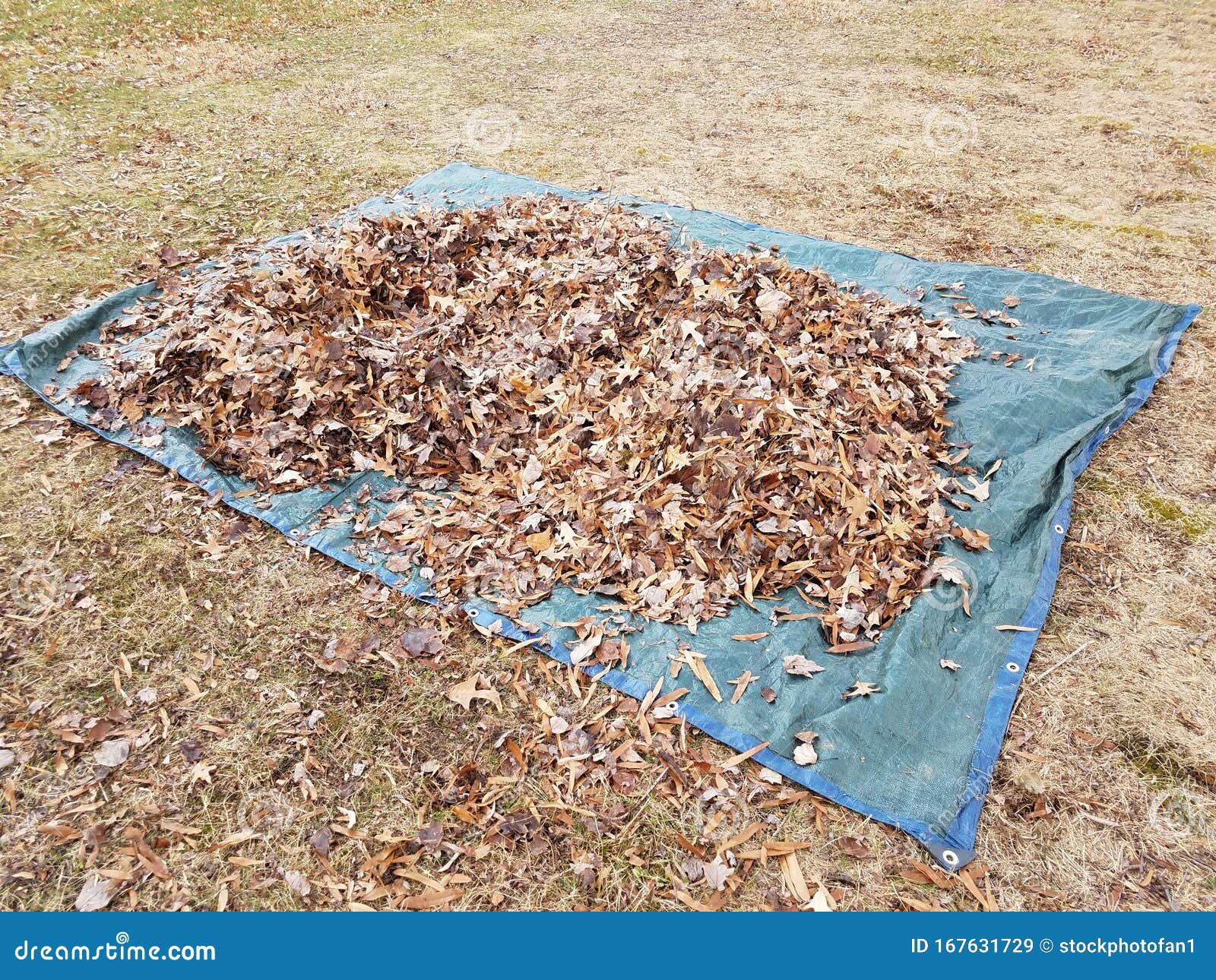 Blue Tarp and Fallen Brown Leaves in Autumn or Winter Stock Image ...