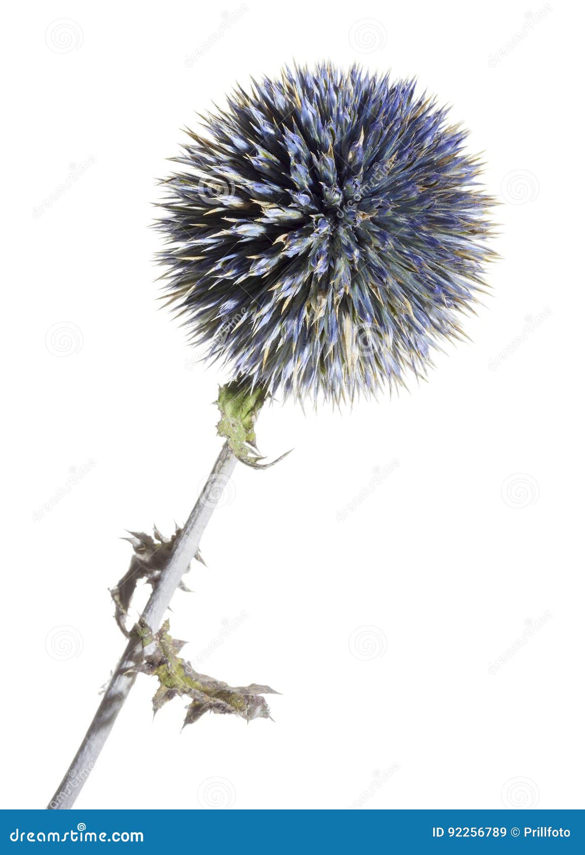 Blue thistle flower stock image. Image of bristle, floral - 92256789