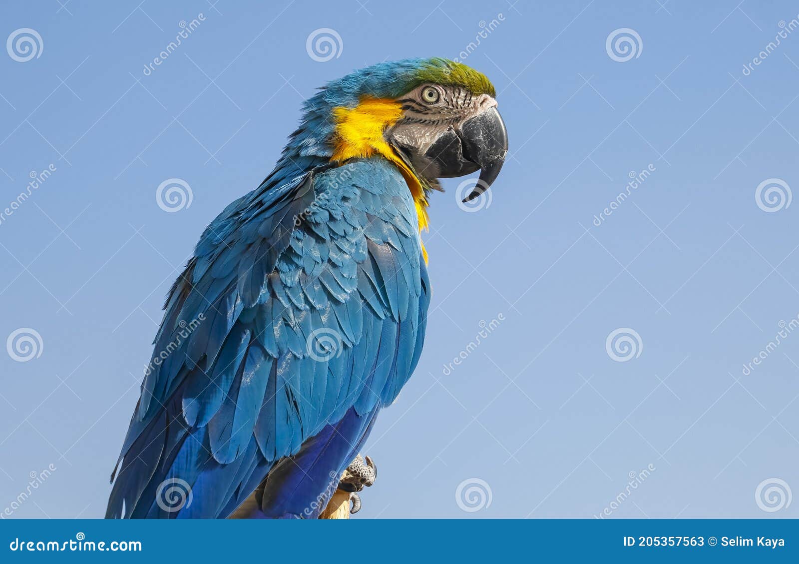 mad dråbe Albany Blue-throated Macaw (Ara Glaucogularis) Stock Image - Image of years,  living: 205357563