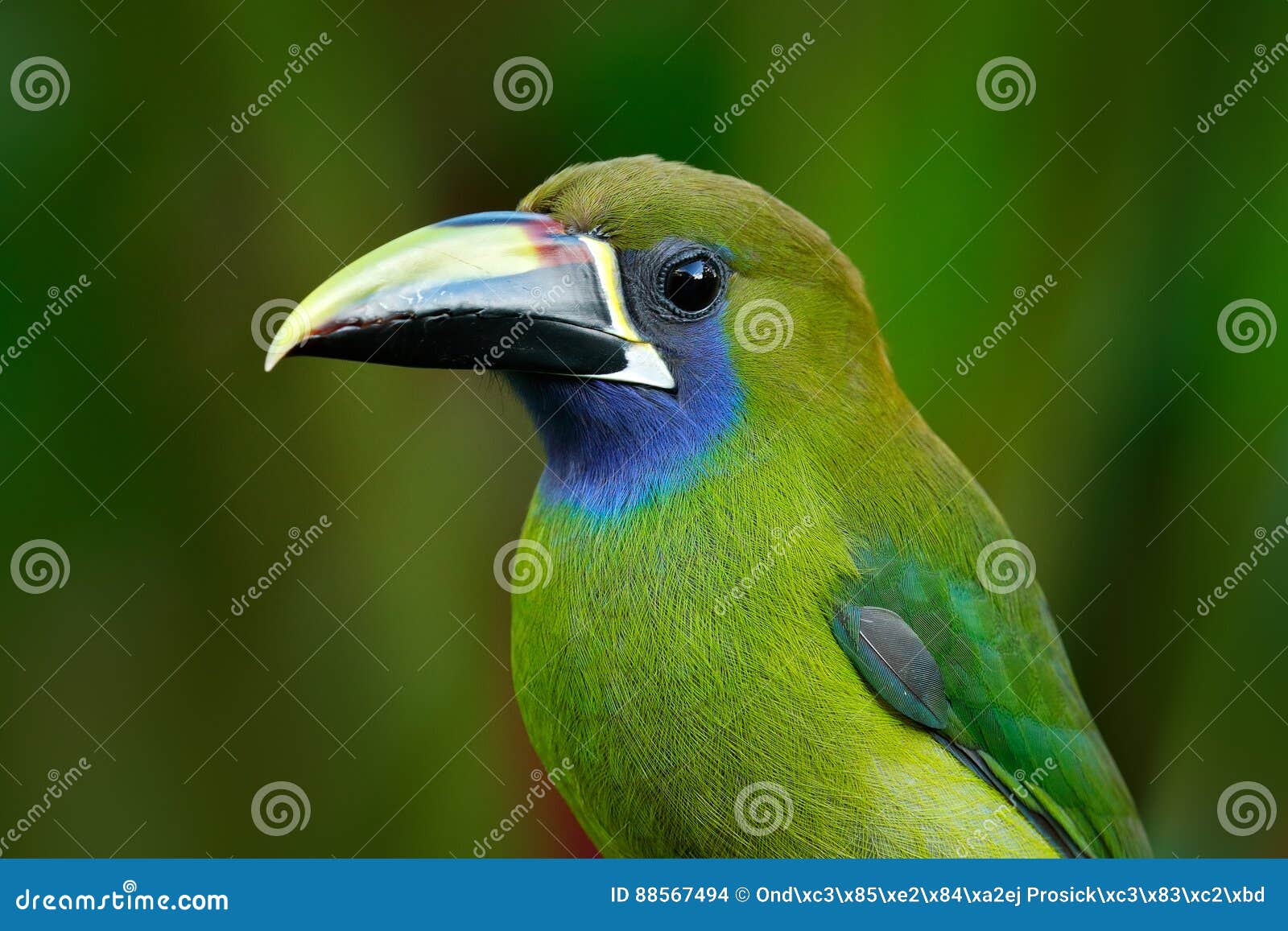 blue toucan blue toucan