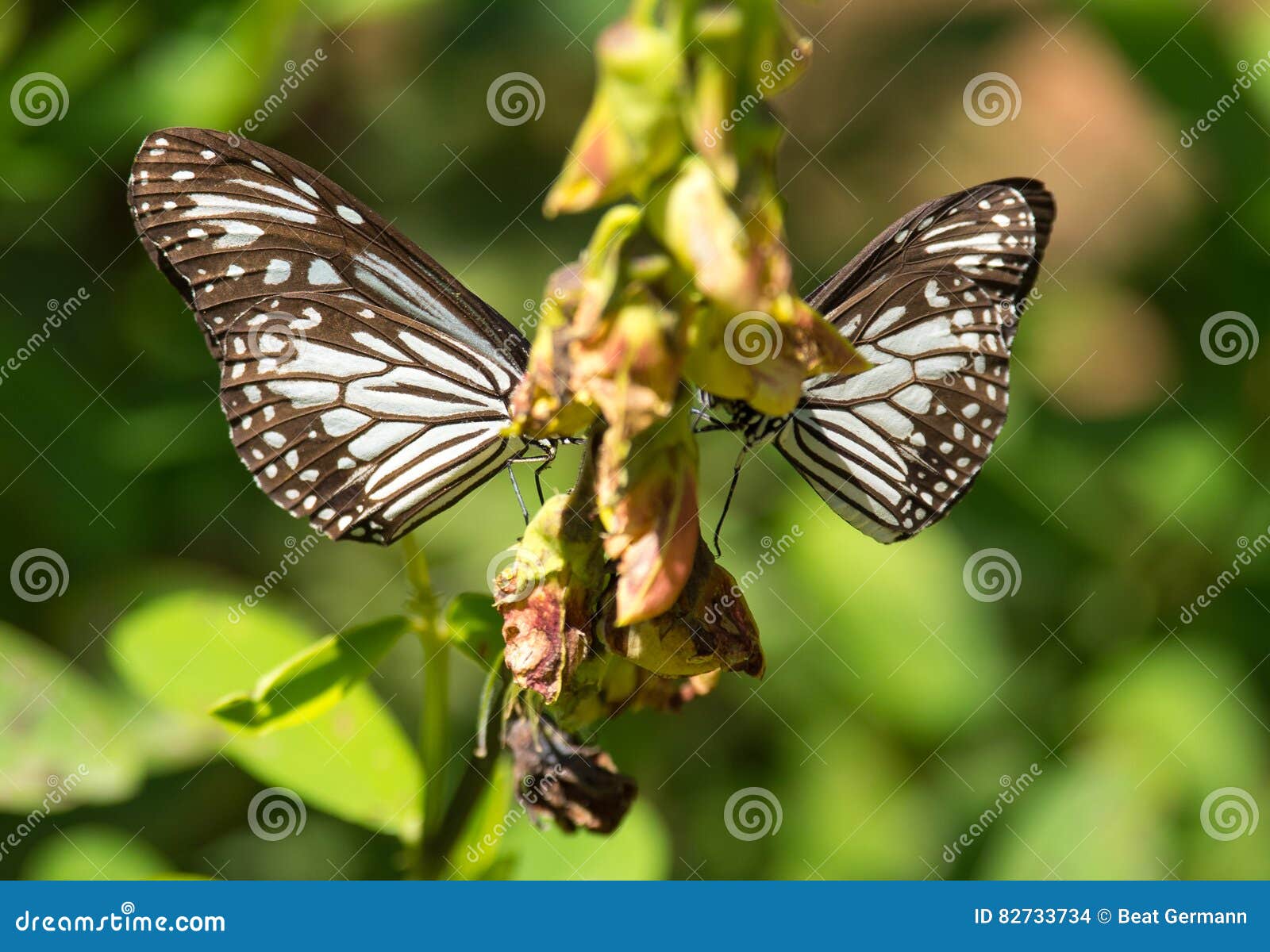 Blue Tiger Butterfly in Kerala Stock Photo Image of kettuvalam, east