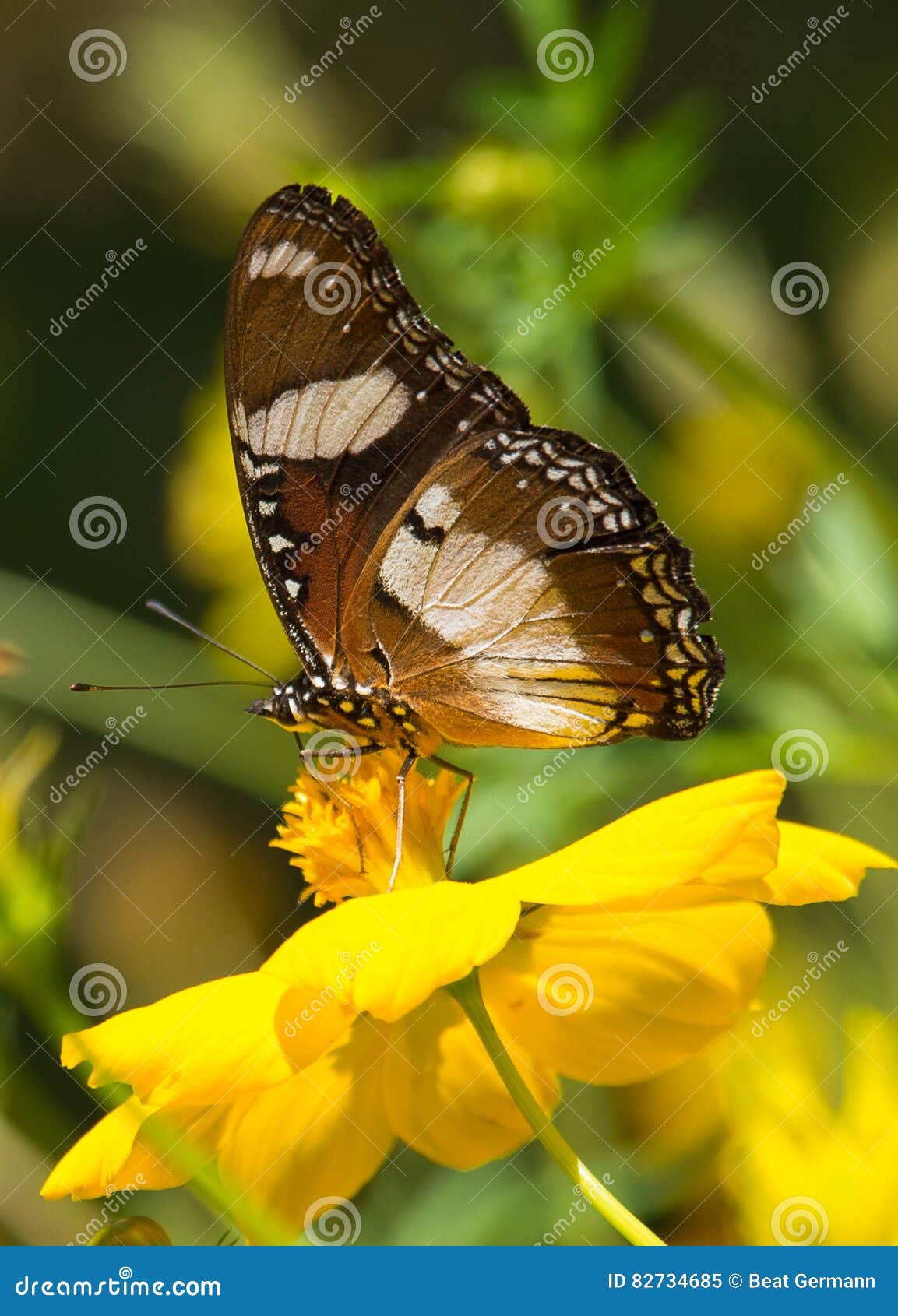 Blue Tiger Butterfly in Kerala Stock Image Image of backwaters, tiger