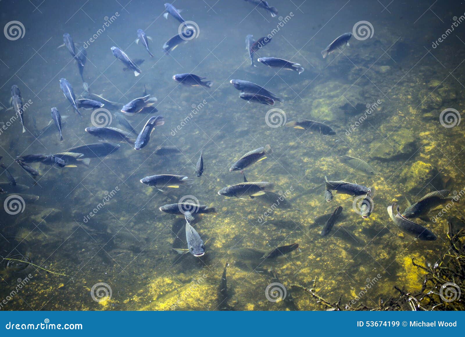 blue tilapia -everglades invasive species