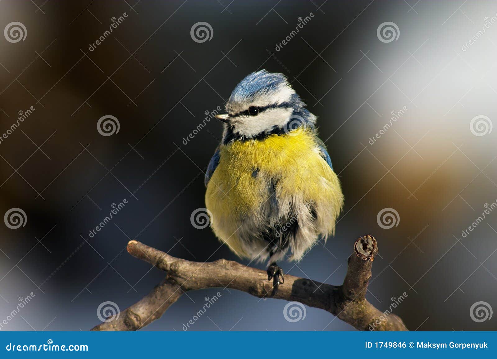 Blue tit