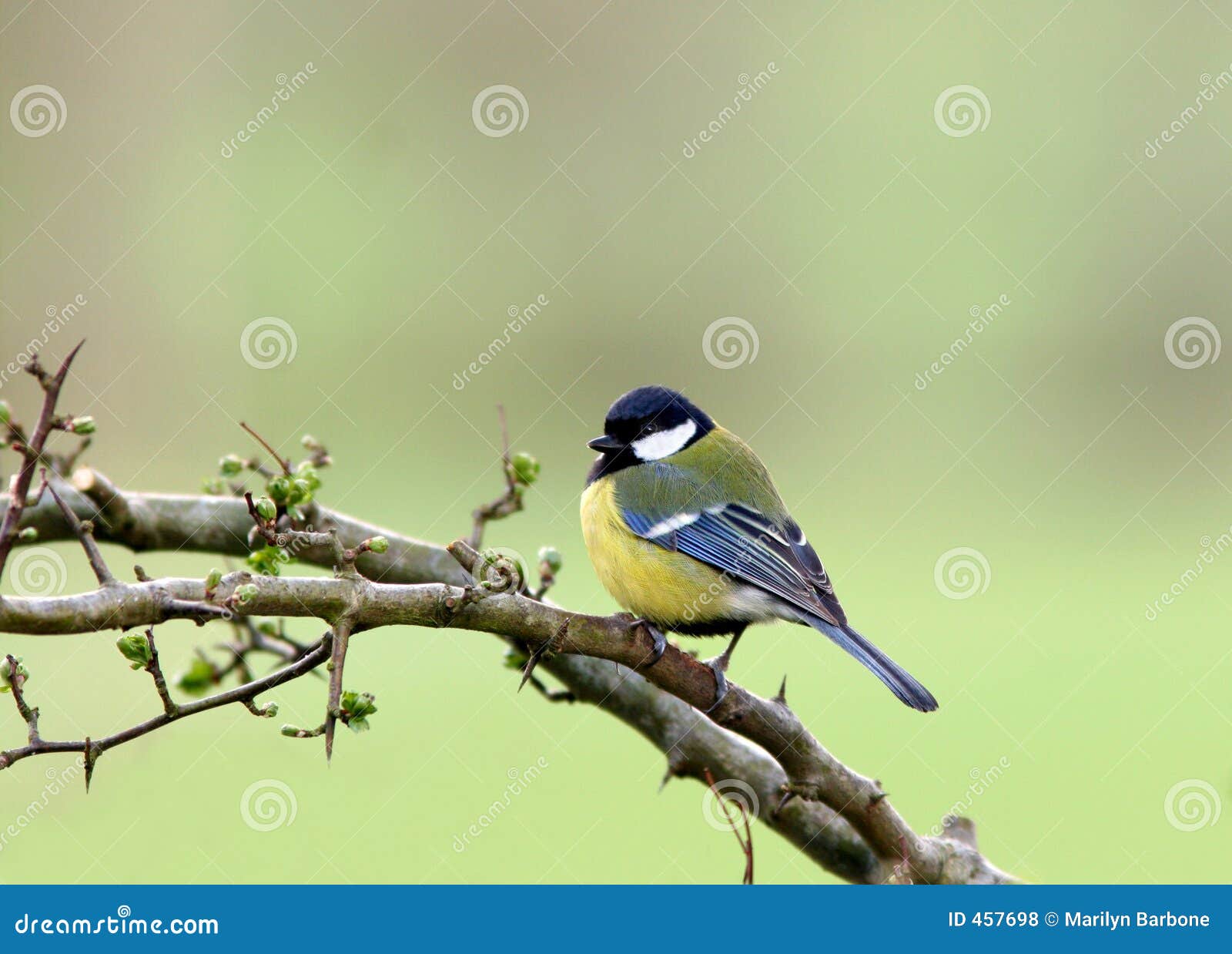 blue tit