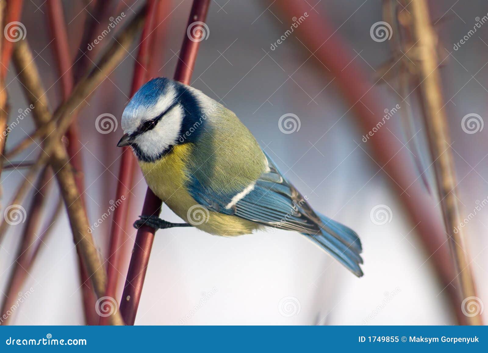 Blue tit in the bushes