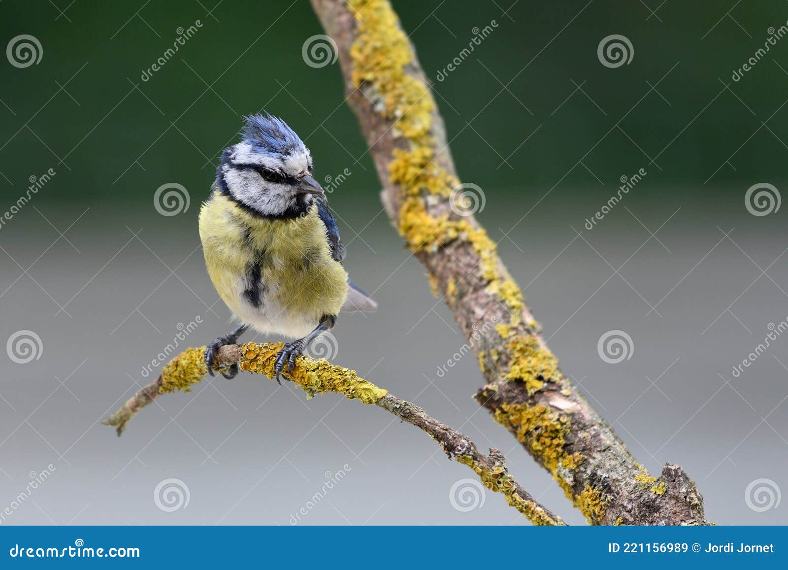 The blue tit (Cyanistes caeruleus) species of passerine bird in