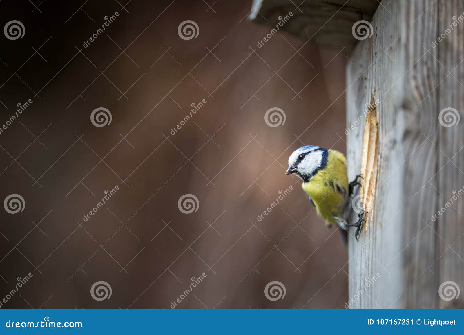 blue tit parus caeruleus on a bird house it inhabits