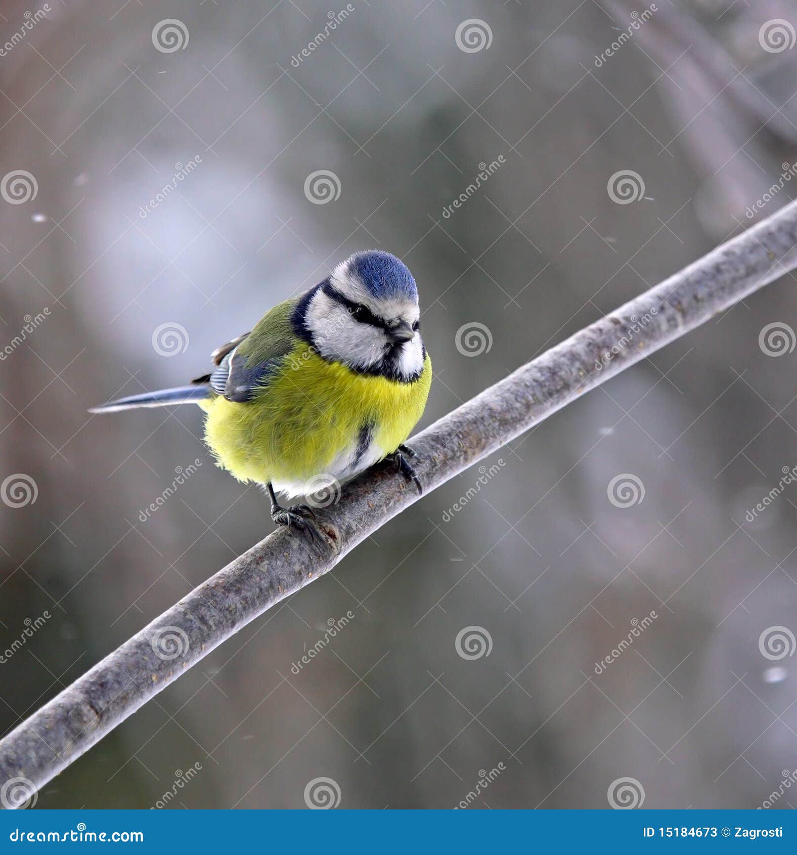 blue tit in snowfall