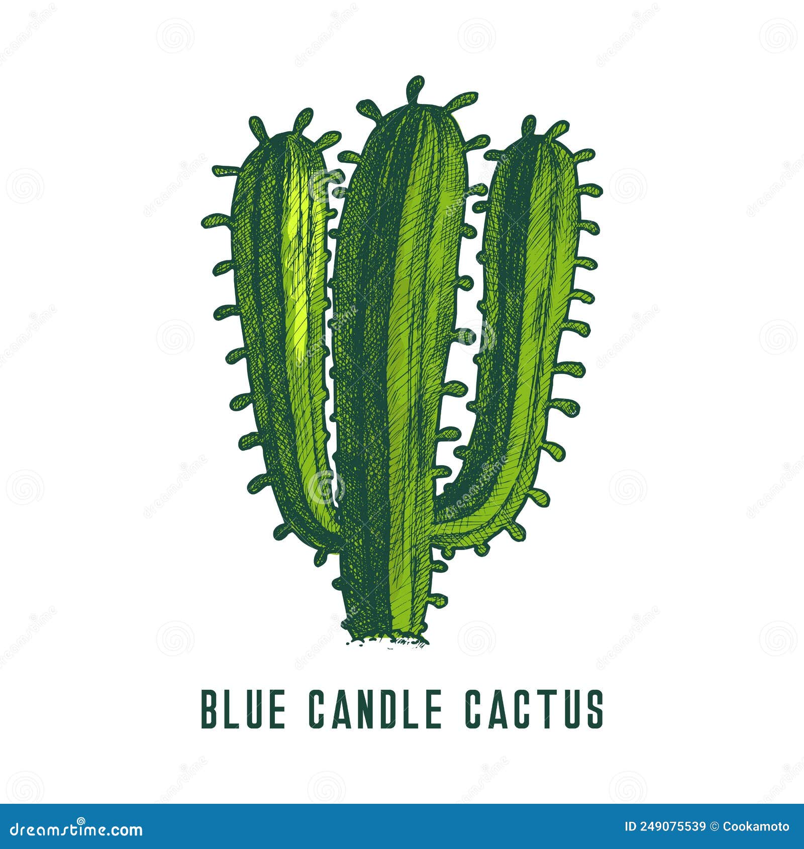 Blue Torch or Candle Cactus Icon, Vector Sketch Stock Vector