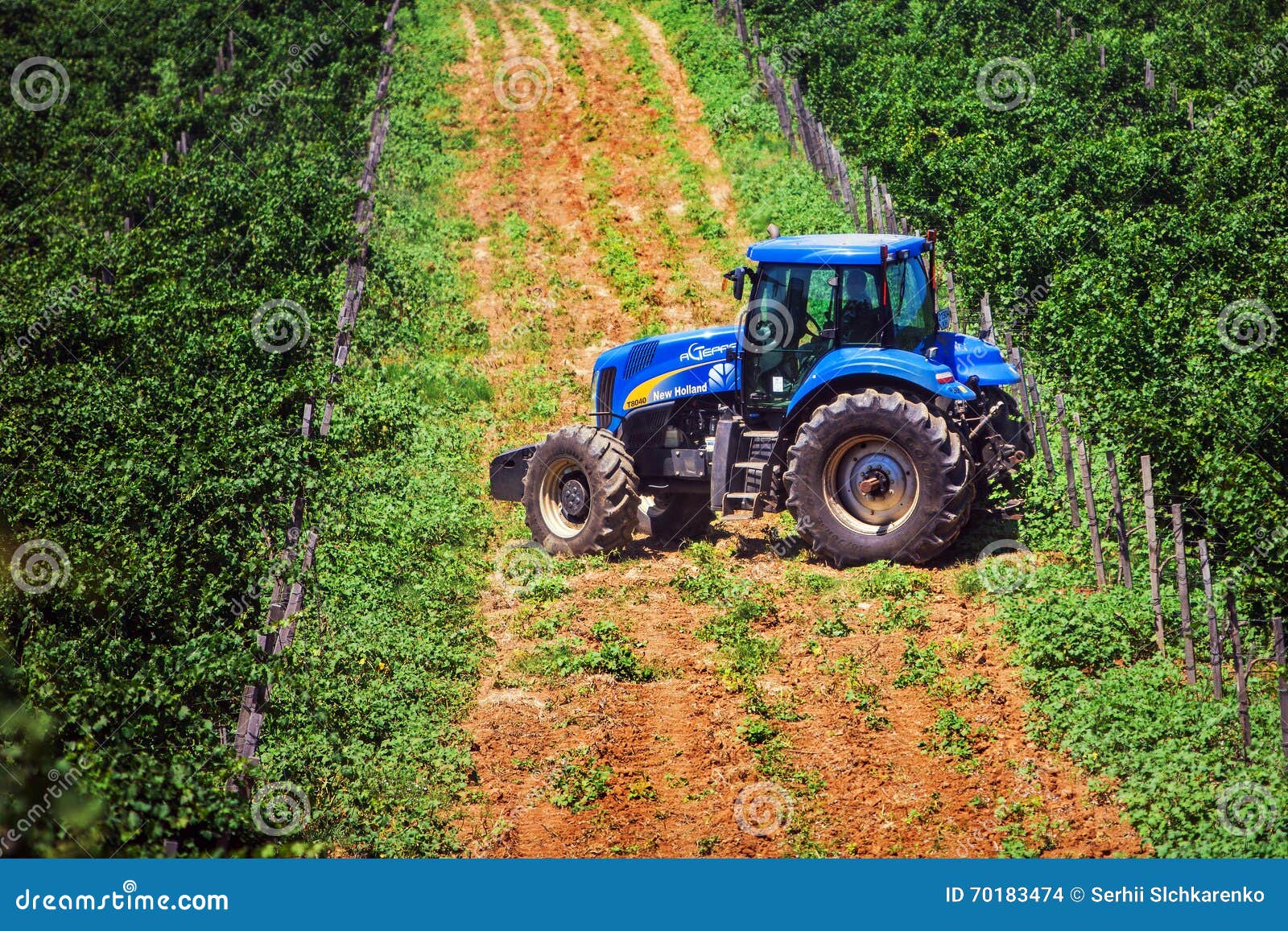 Blue Tractor among Vineyards during Summertime Editorial Stock Image