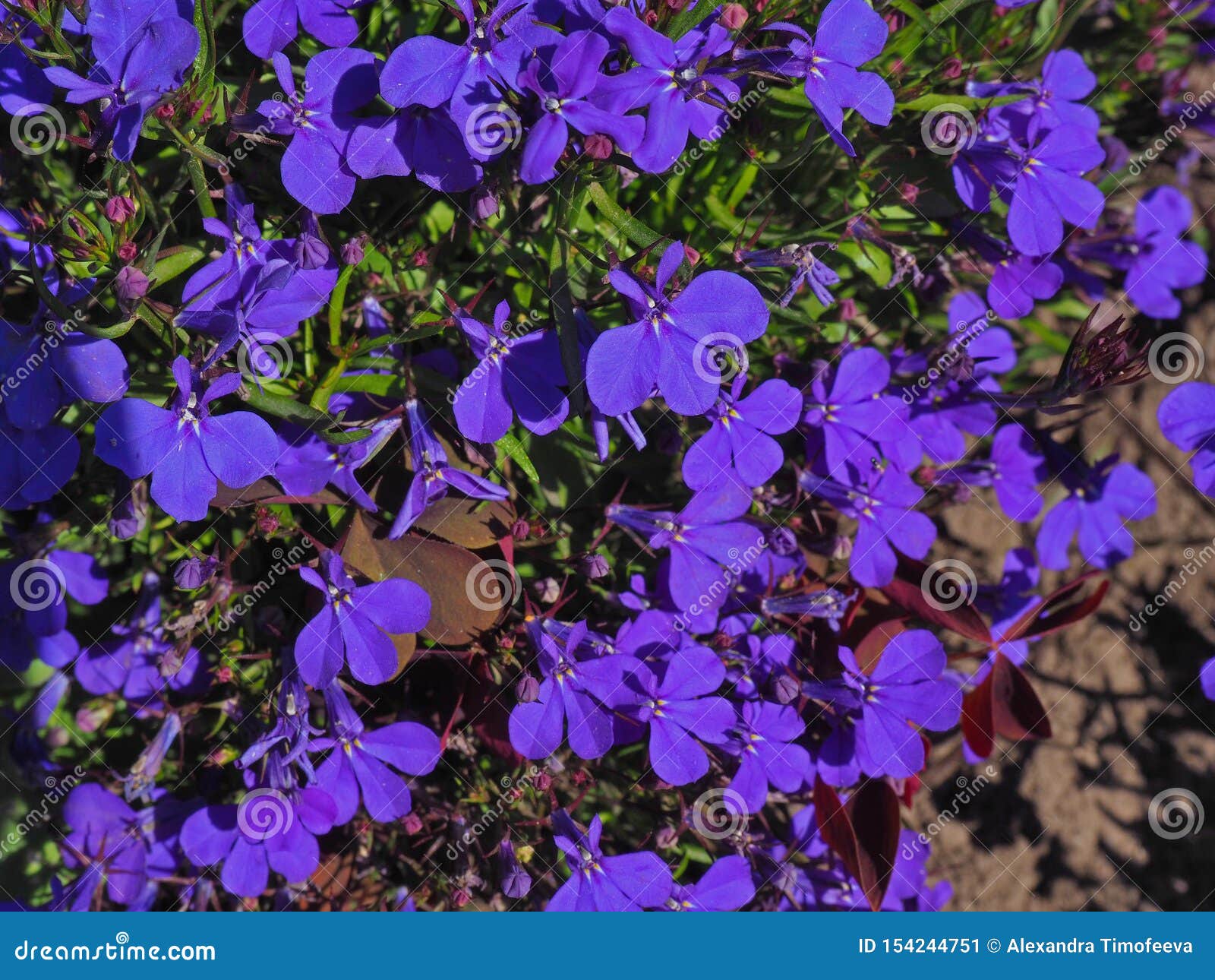 Blue Trailing Lobelia Flowers Close Uo Shot Stock Image - Image of ...