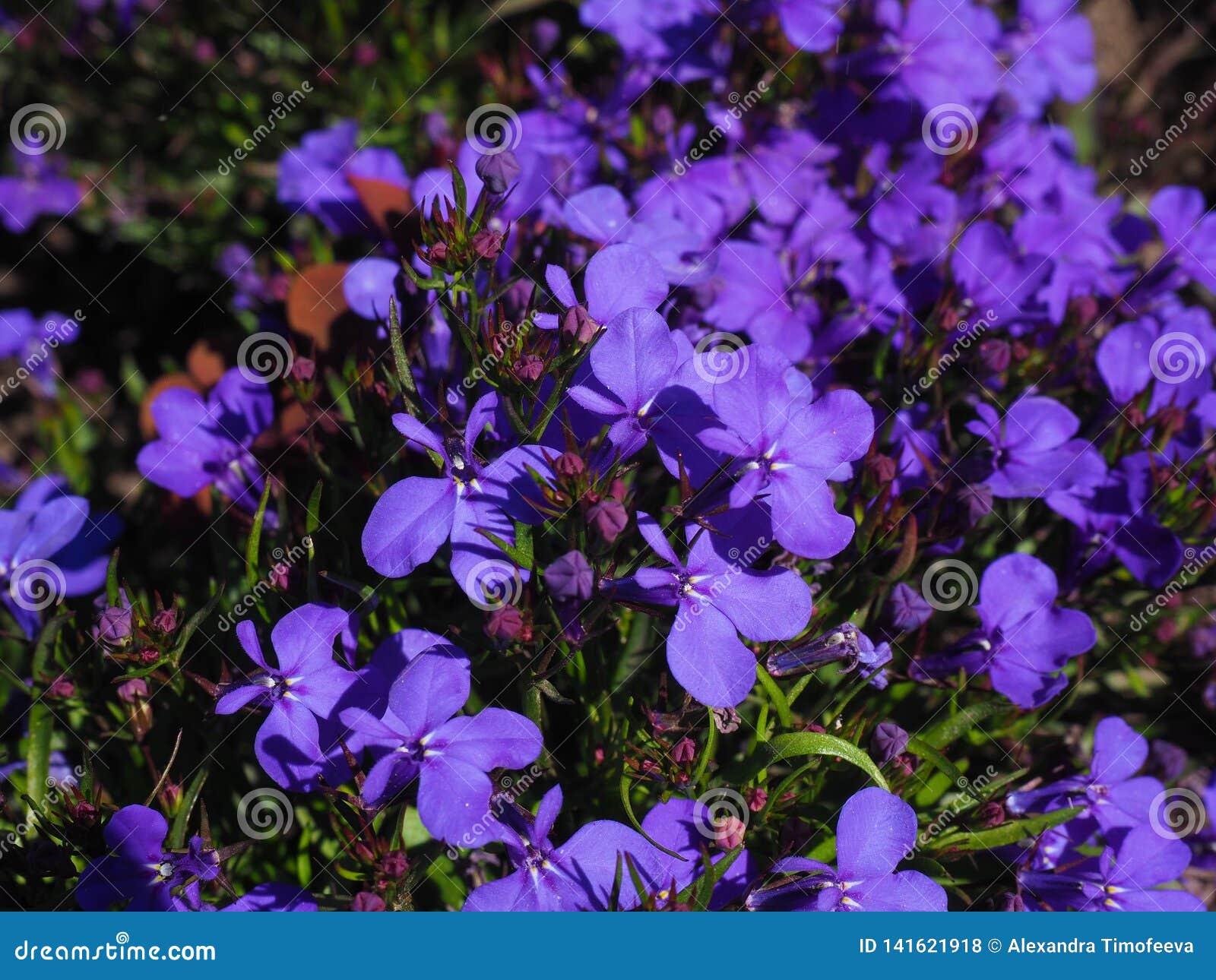 Blue Trailing Lobelia Flowers Close Up Shot Stock Photo - Image of ...