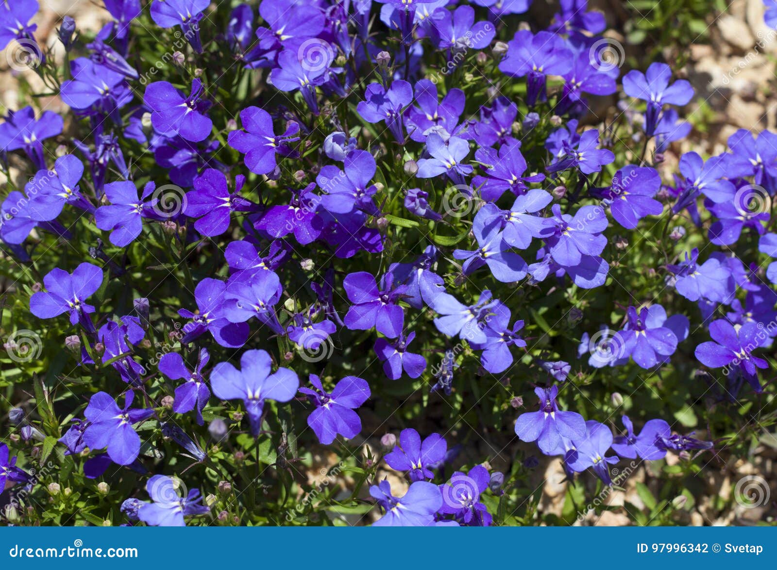Blue Trailing Lobelia Sapphire Flowers or Edging Lobelia, Garden ...