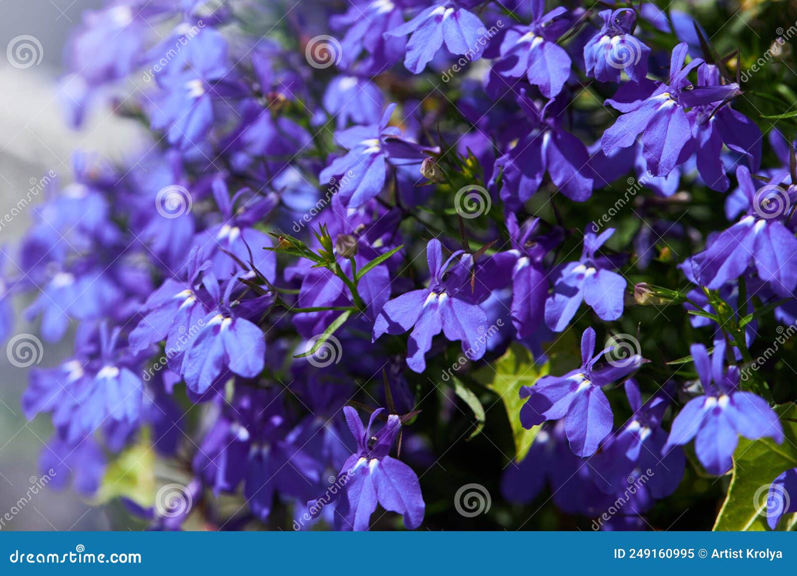 Blue Trailing Lobelia Sapphire Flowers Its Latin Name is Lobelia Erinus ...