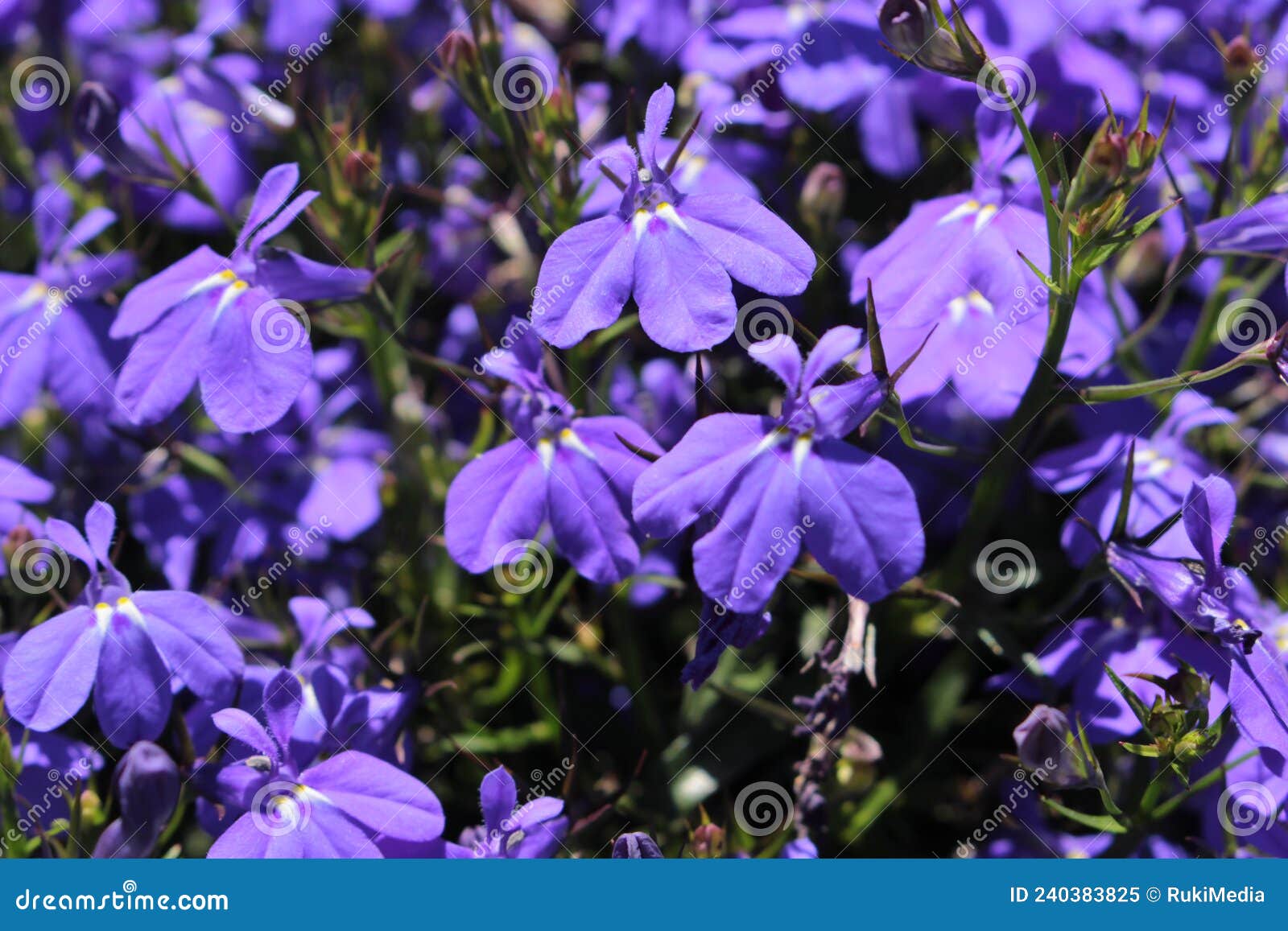 Blue `Trailing Lobelia Sapphire` Flowers - Lobelia Erinus Stock Image ...
