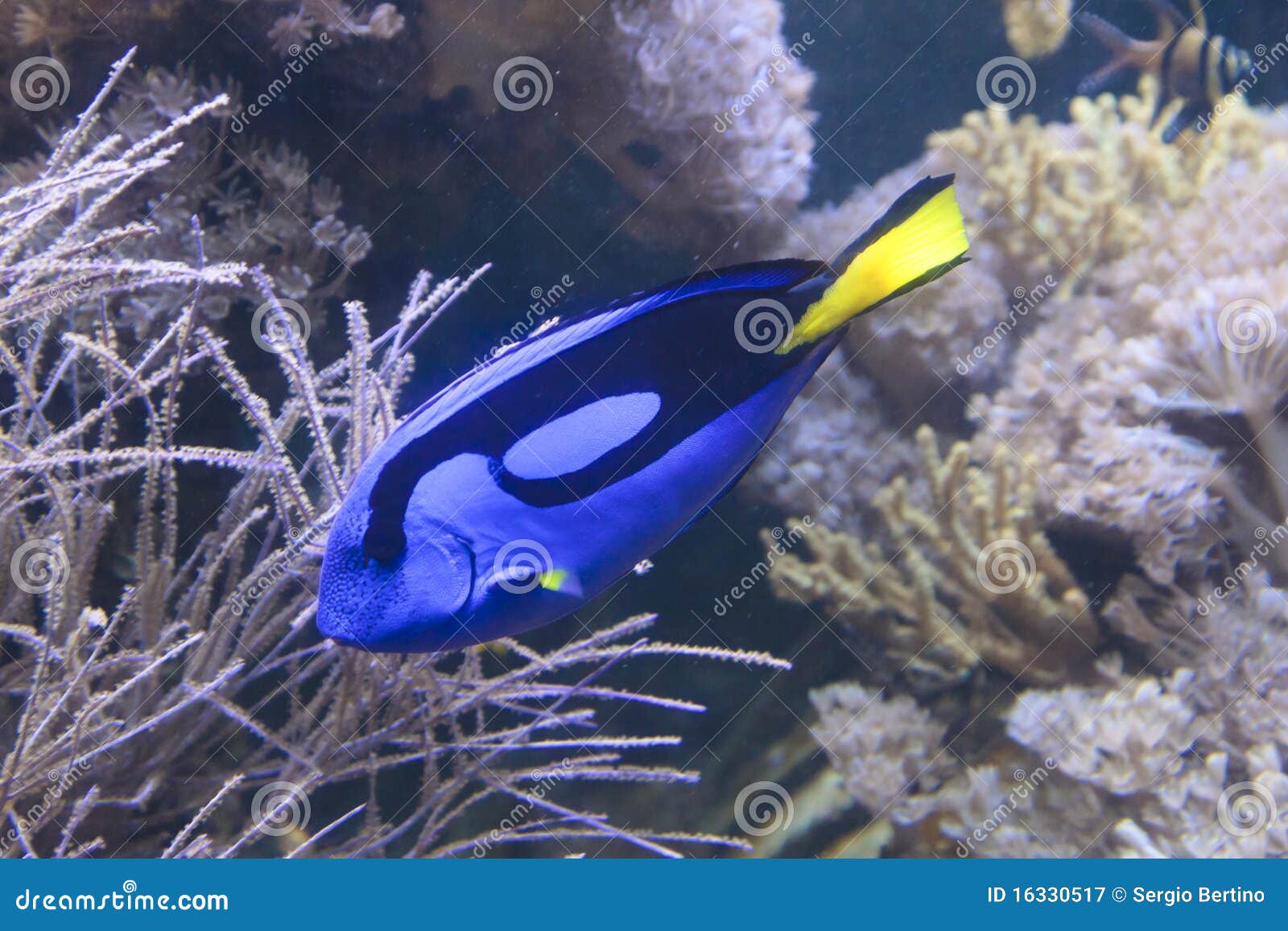 Blue tropical fish stock image. Image of swims, wild - 16330517
