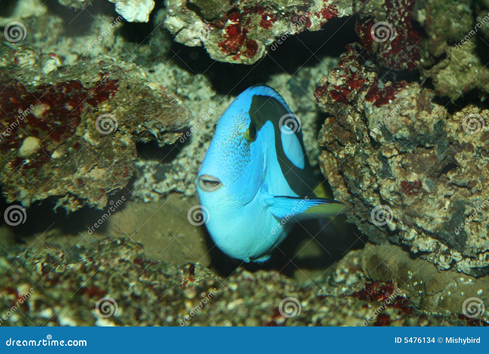 Blue tropical fish stock photo. Image of exotic, creature - 5476134
