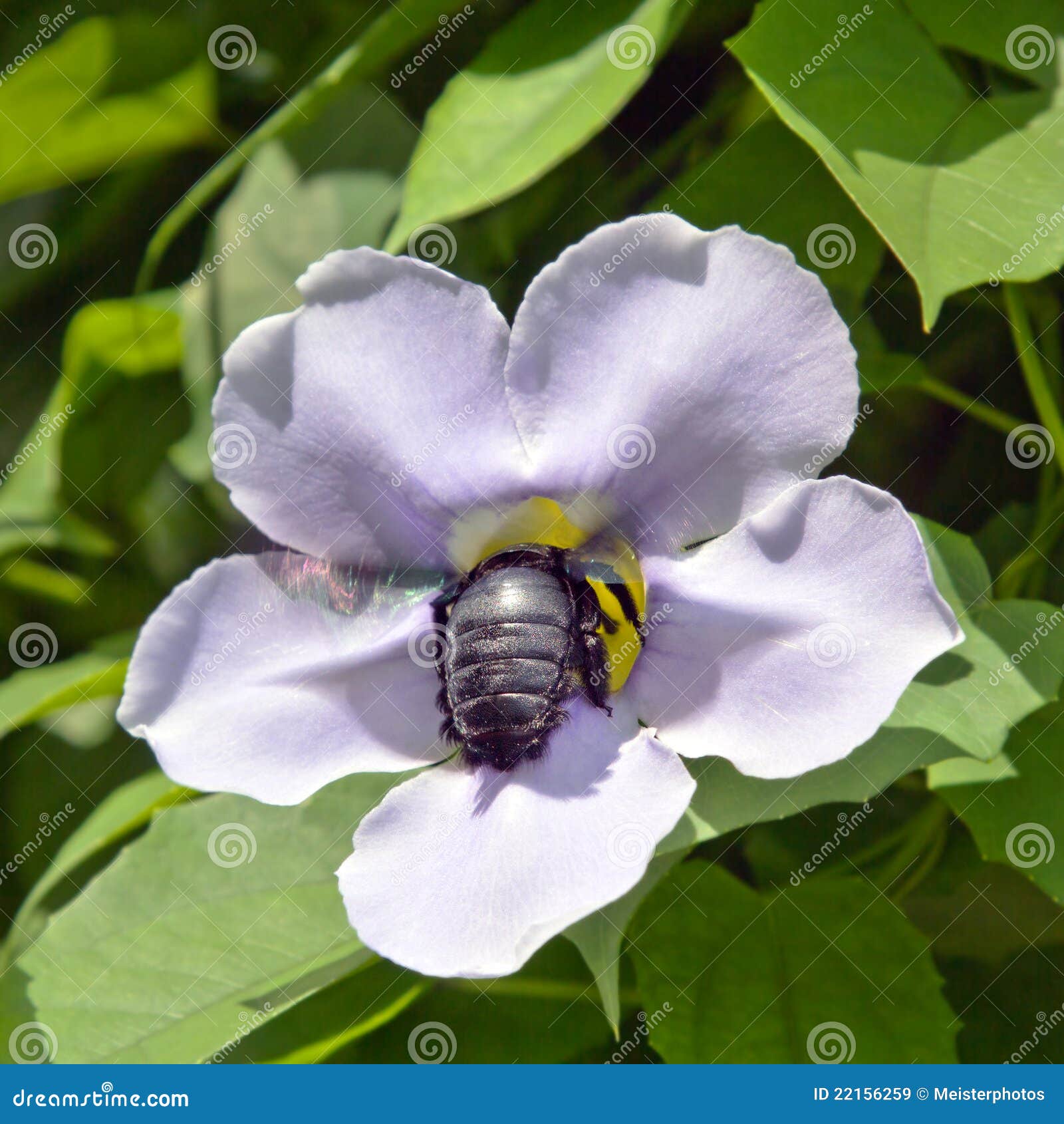Blue Trumpet Vine with Large Carpenter Bee in Sing Stock Image Image