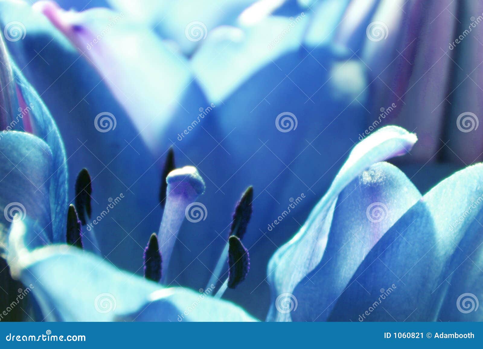 Blue Tulip stock image. Image of beautiful, blue, blossom 1060821
