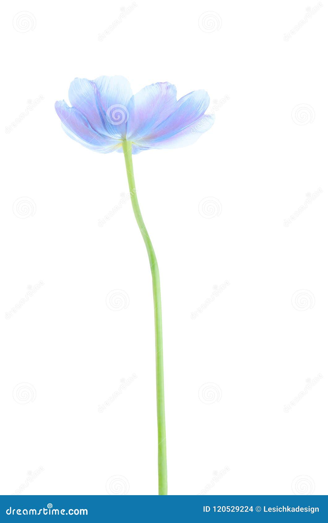 Blue tulip flower isolated stock photo. Image of color 120529224
