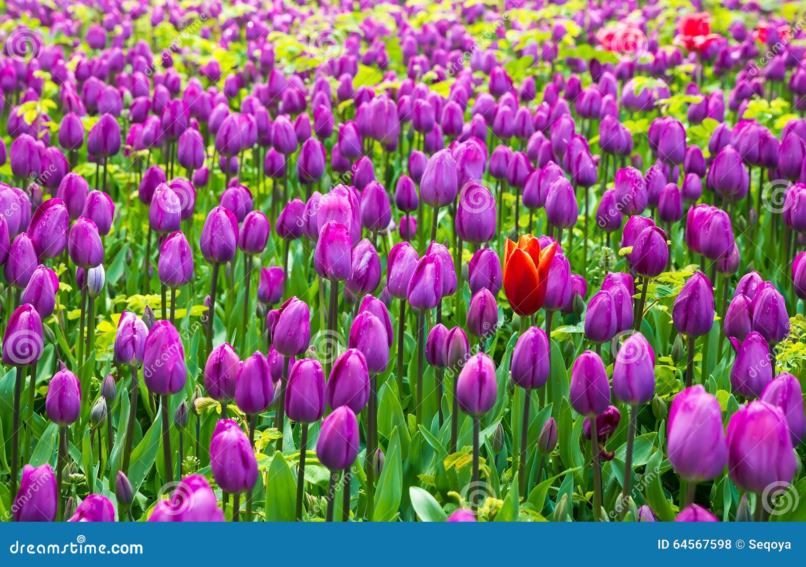 Blue tulips stock photo. Image of tulip, acacia, spring 64567598