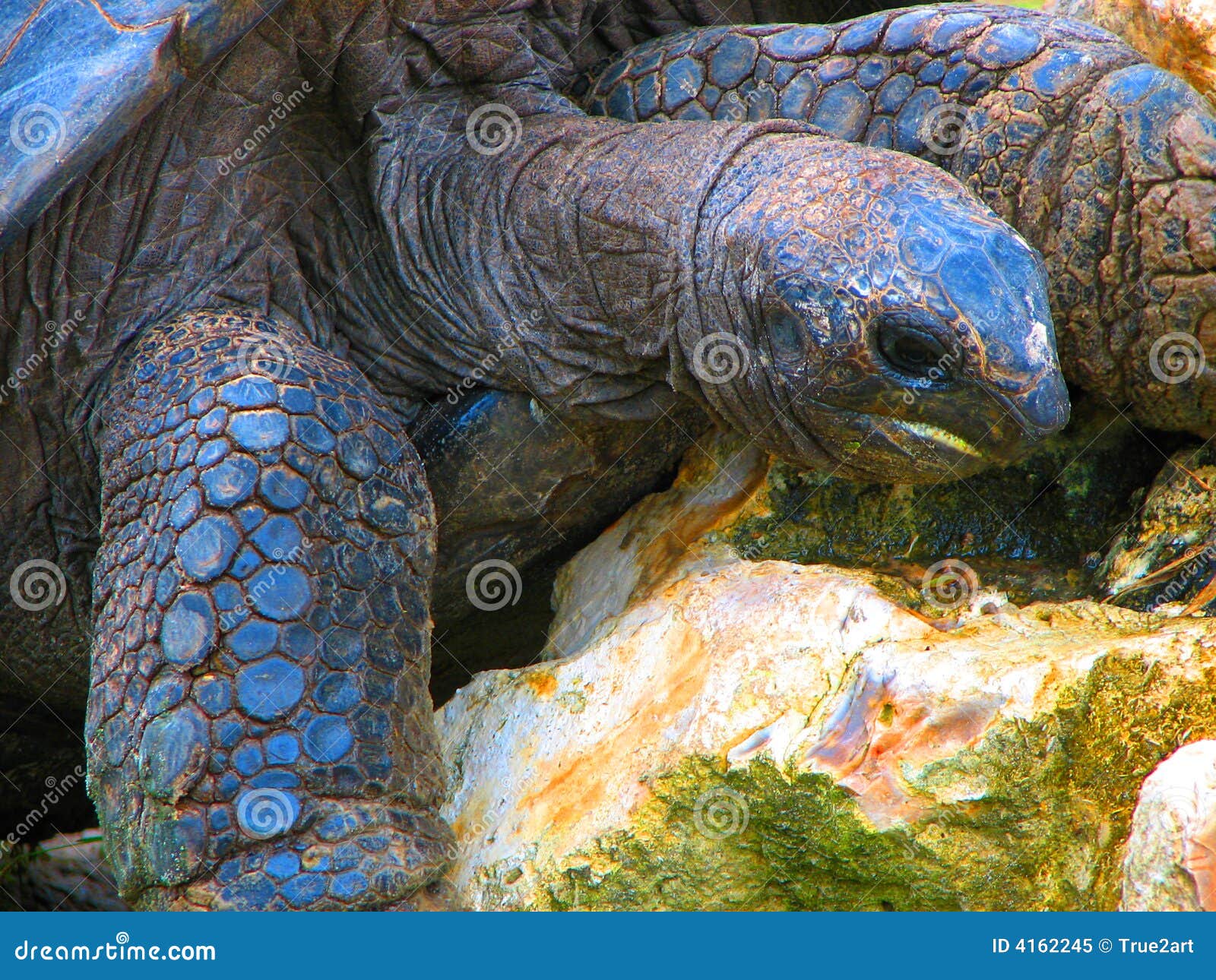 23,114 Blue Turtle Stock Photos - Free & Royalty-Free Stock Photos from Dreamstime 23,114 Blue Turtle Stock Photos - Free & Royalty-Free Stock Photos from Dreamstime