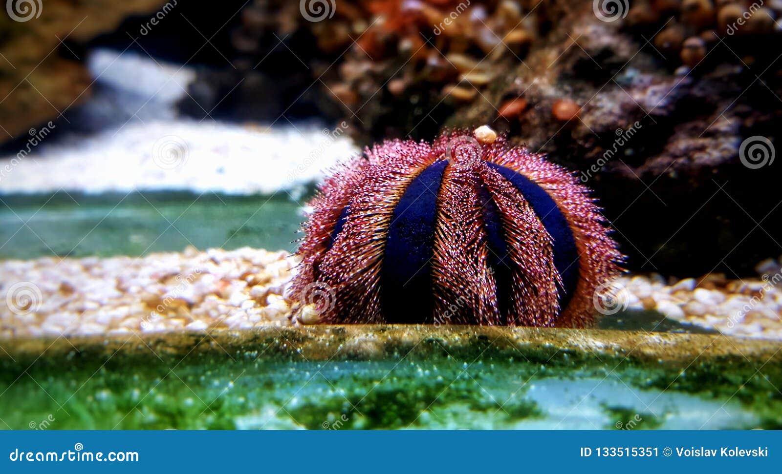 Blue Tuxedo Urchin Mespilia Globulus Stock Image - Image of animal: 133515351