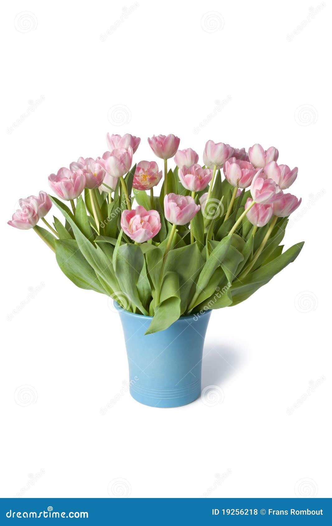 Blue vase with pink tulips stock photo. Image of studio 19256218