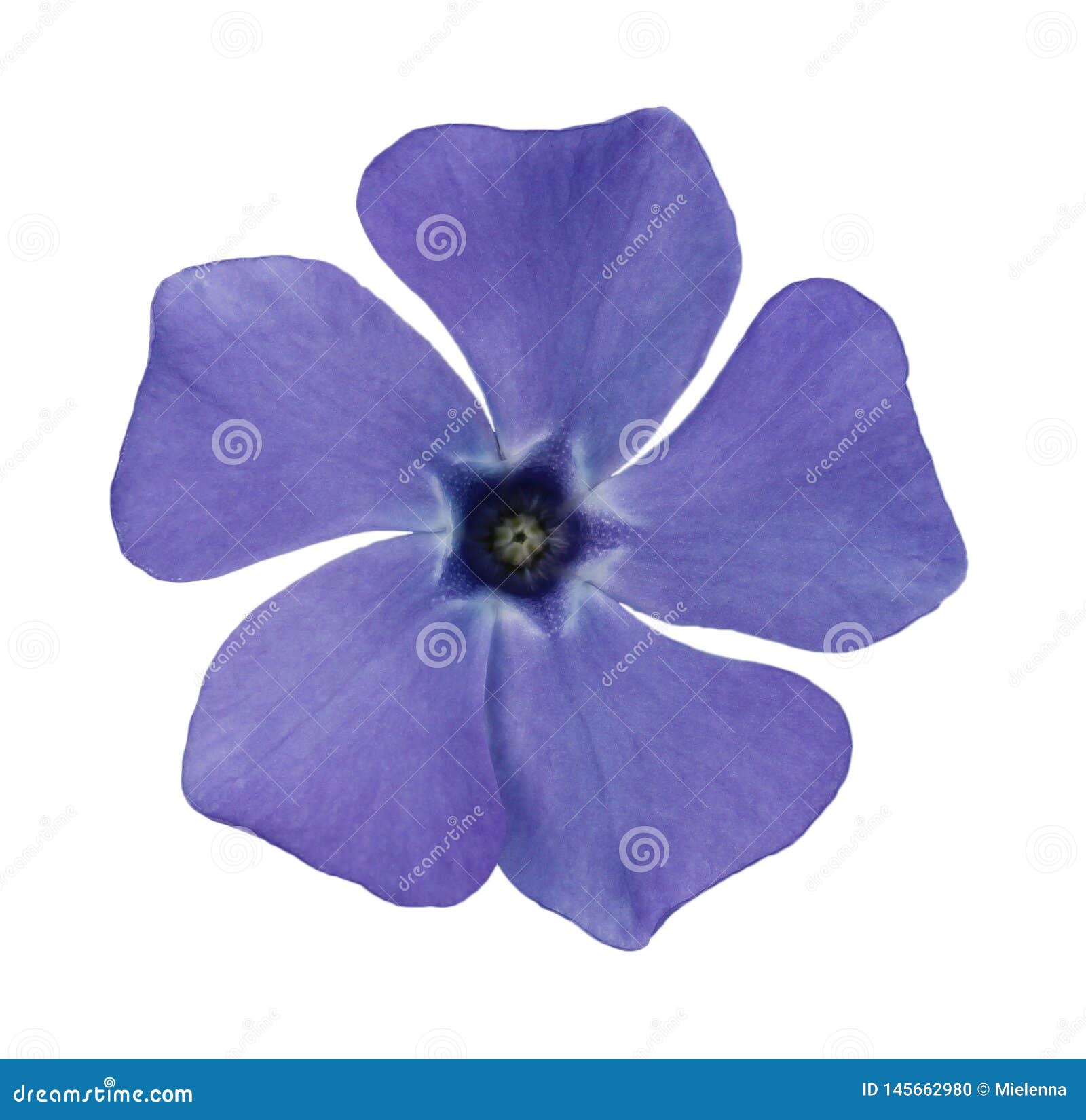 Blue Vinca Flower on a White Background. Stock Photo - Image of ...