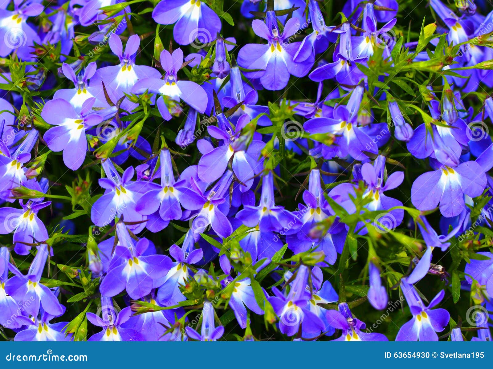 Blue Violet Flowers Background Stock Photo Image of leaf, fresh 63654930