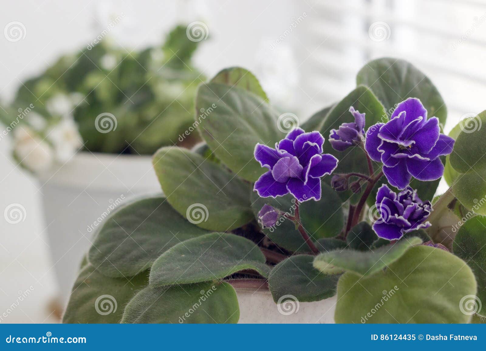 Blue Violet. Flowers in Pots on Windowsi Stock Image Image of fresh