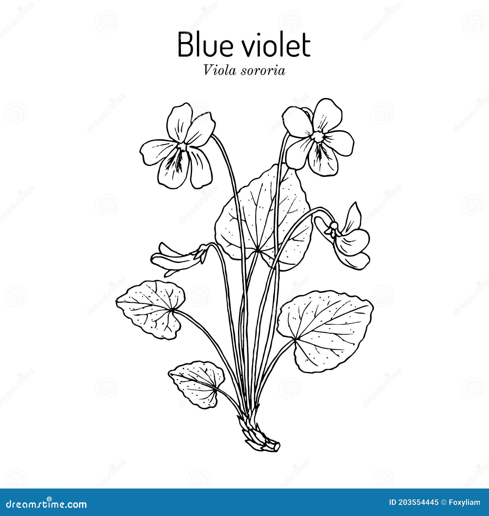 blue violet viola sororia , medicinal plant