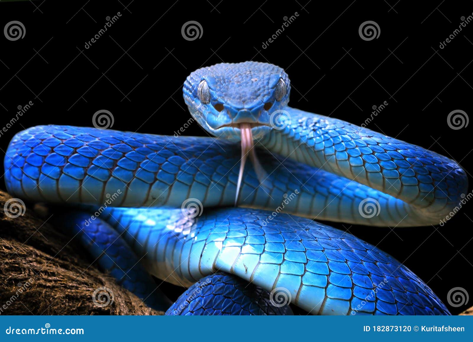 Black Dragon - Venomous Black Bush Viper Snake (Atheris squamigera