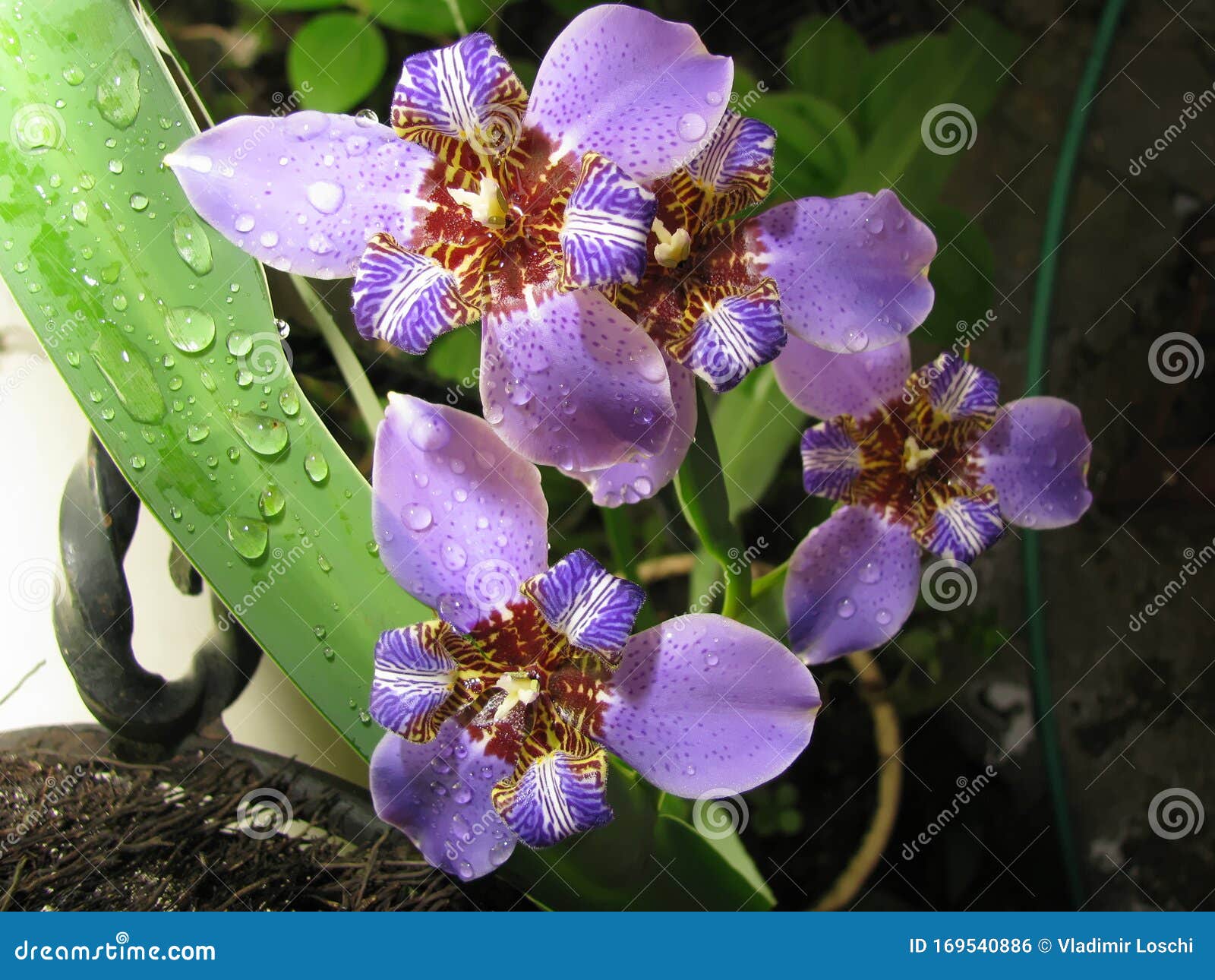 blue walking iris neomarica caerulea regina