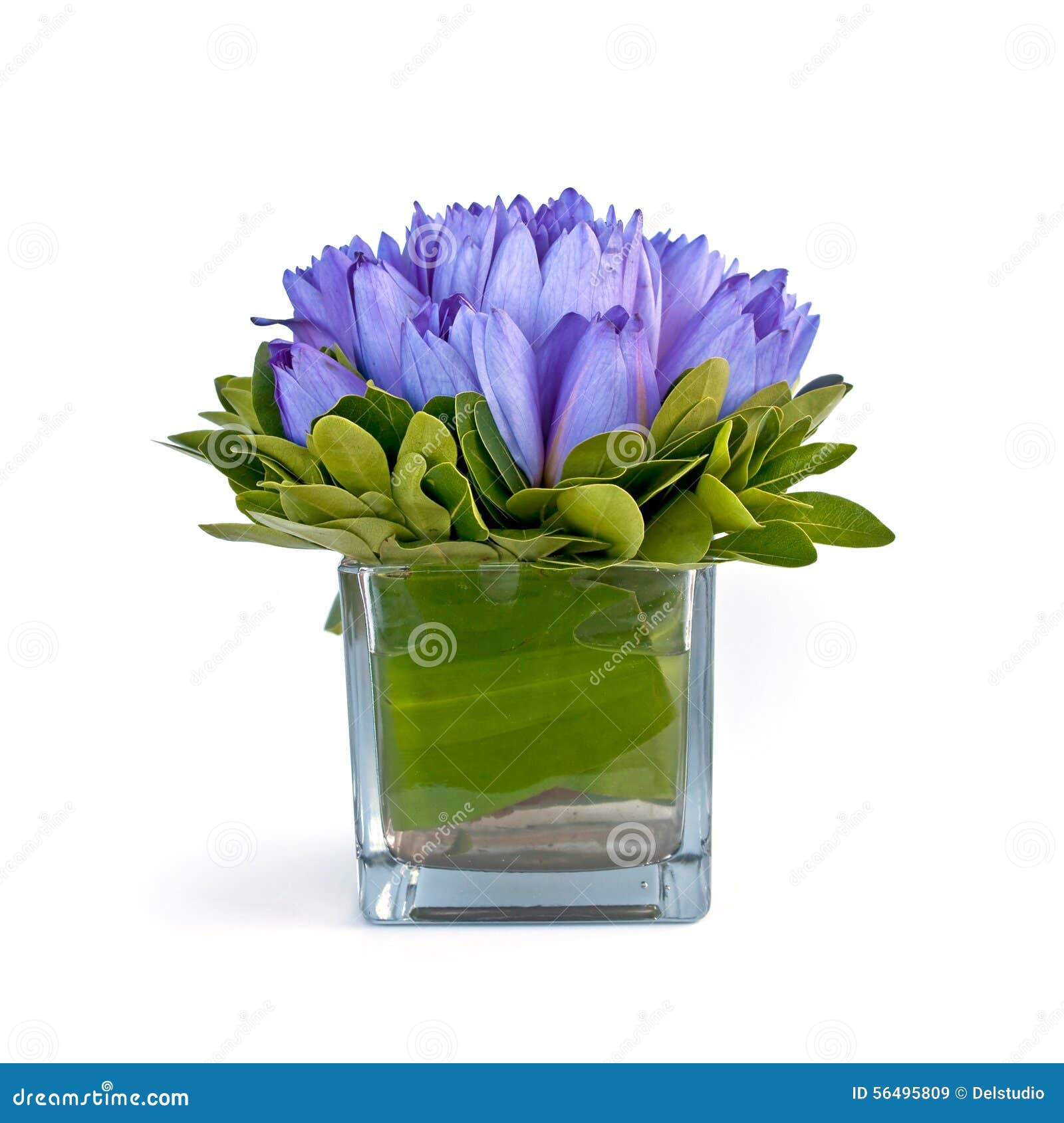 Blue Water Lilies In A Vase, Isolated On White Stock Image Image of