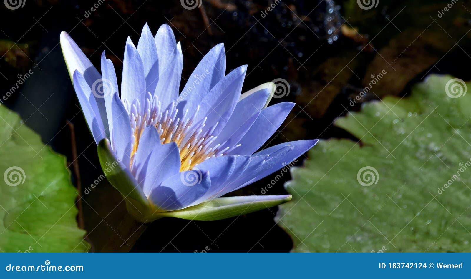 Blue Water Lily in a pond stock photo. Image of flora 183742124
