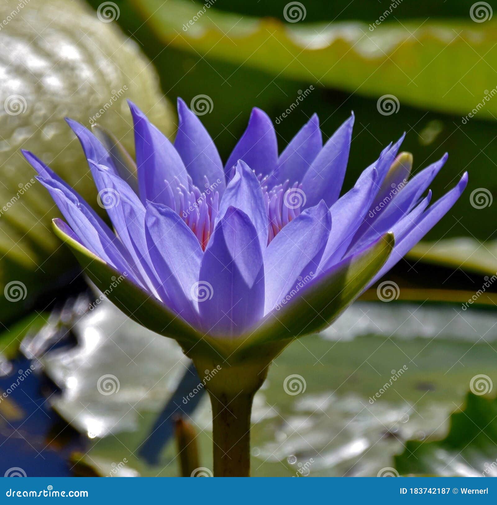 Blue Water Lily in a pond stock image. Image of detail 183742187